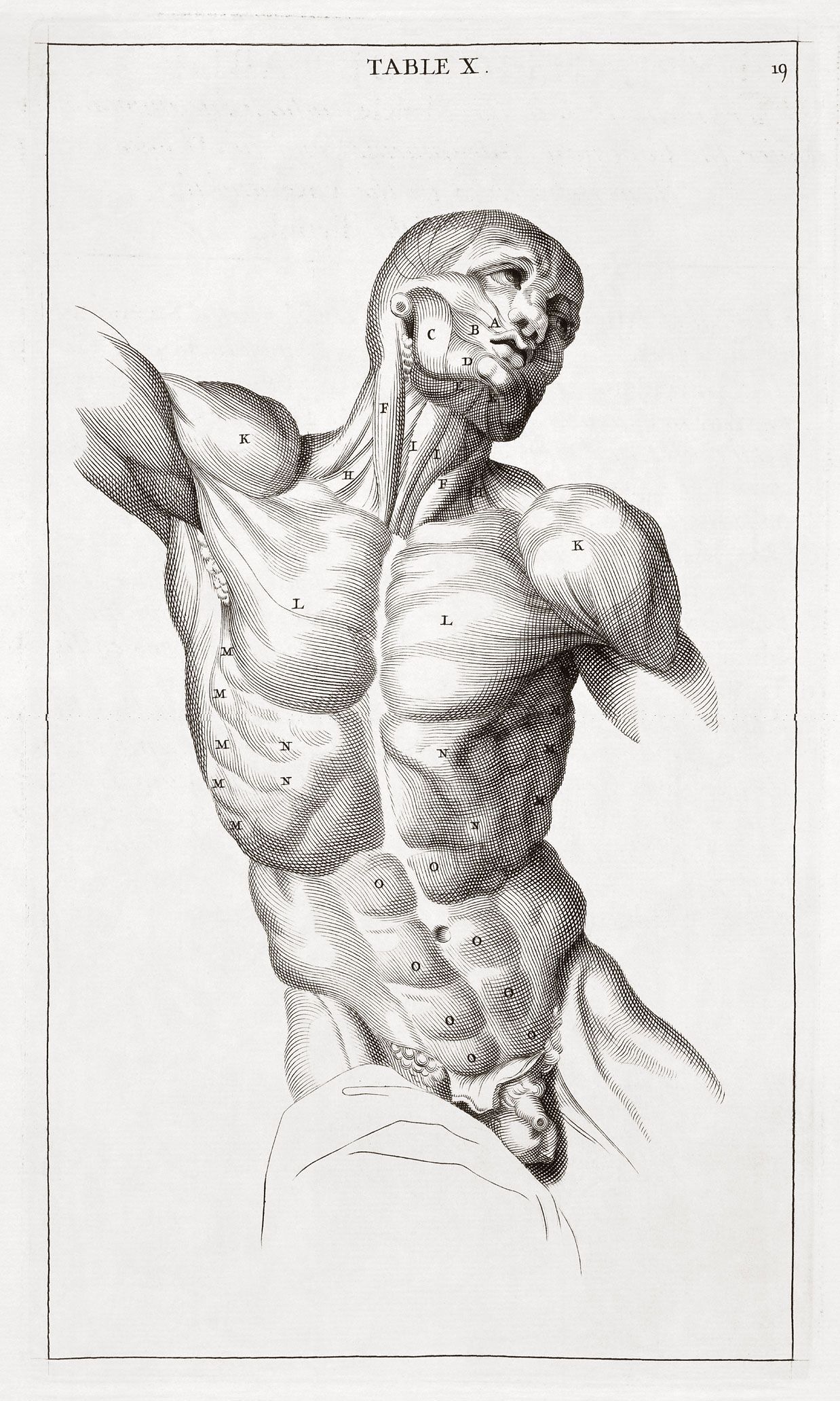 Illustrazione anatomica torso muscoli, 1238x2063 Verticale, Android