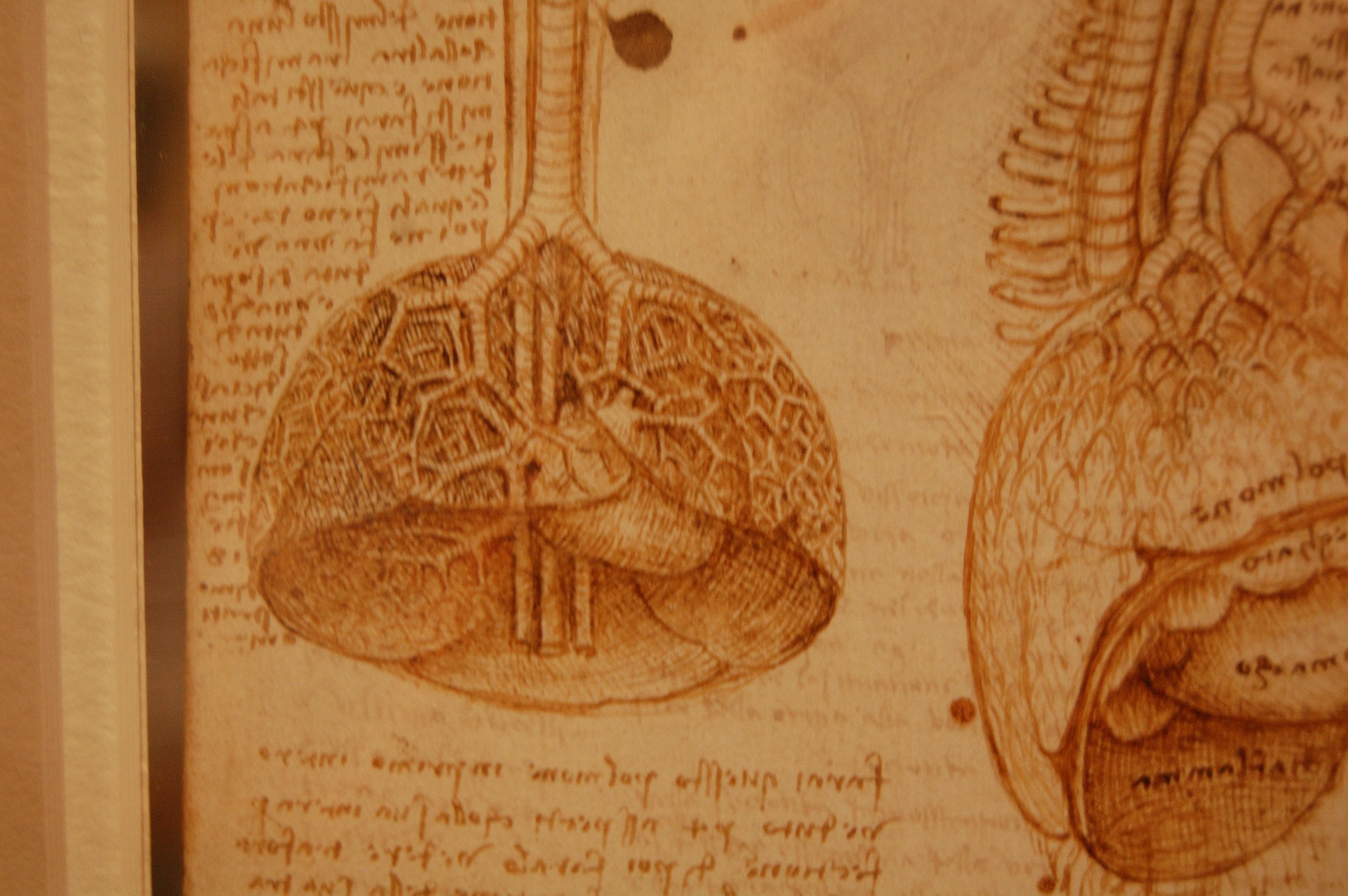 Disegni anatomici stile Leonardo da Vinci, 3008x2000 2K+, PC
