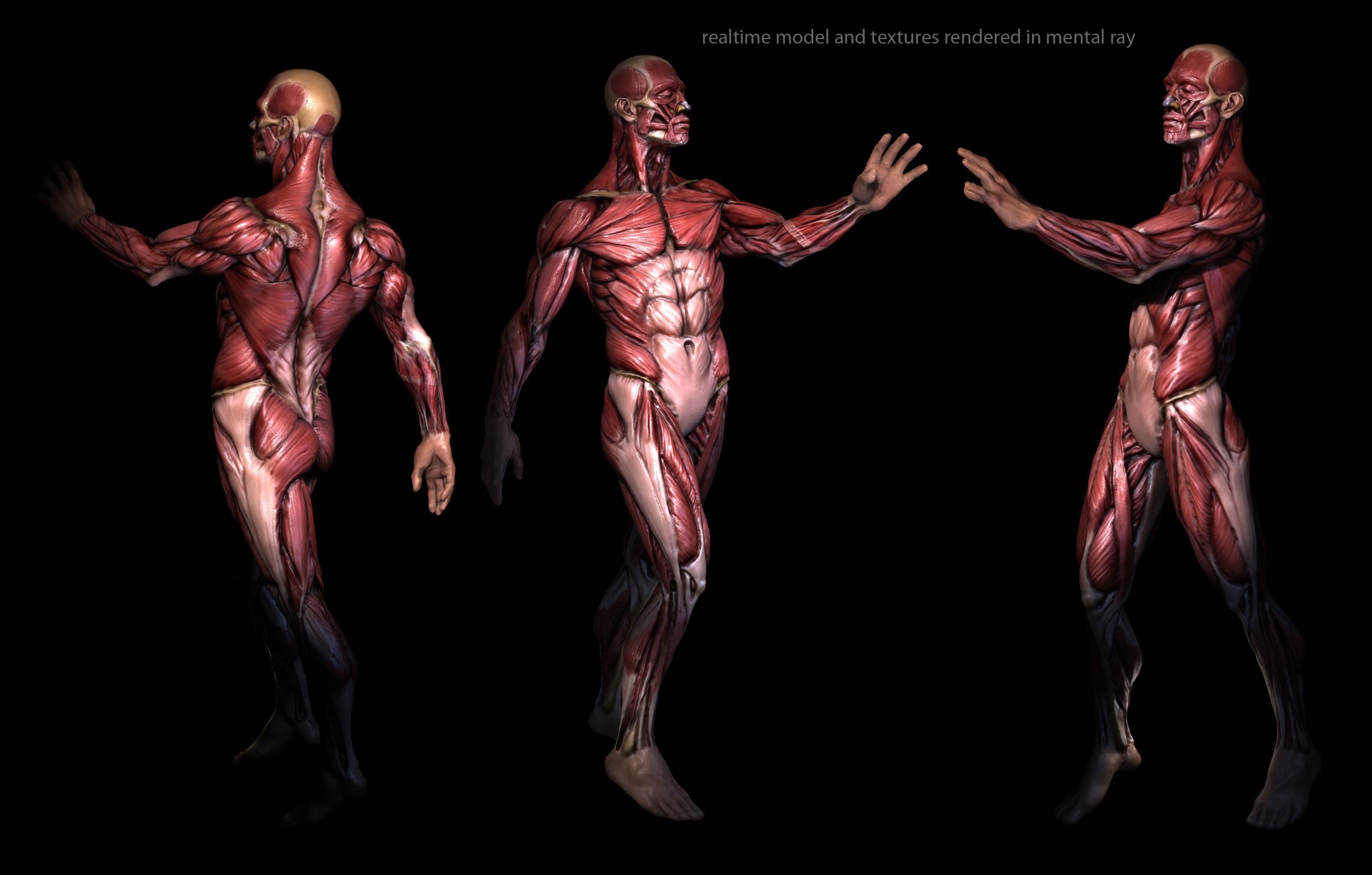 Modelli anatomici muscolari umani, 2615x1667 2K+, Desktop