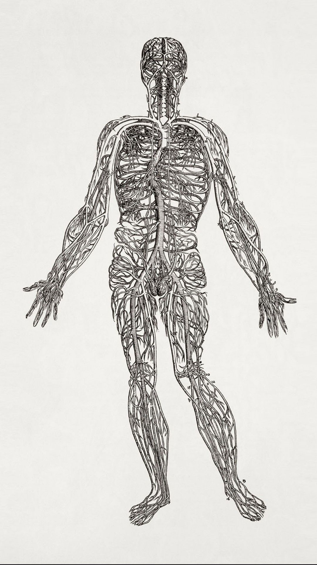 illustrazione anatomica sistema nervoso, 1080x1920 Full HD Verticale, iPhone