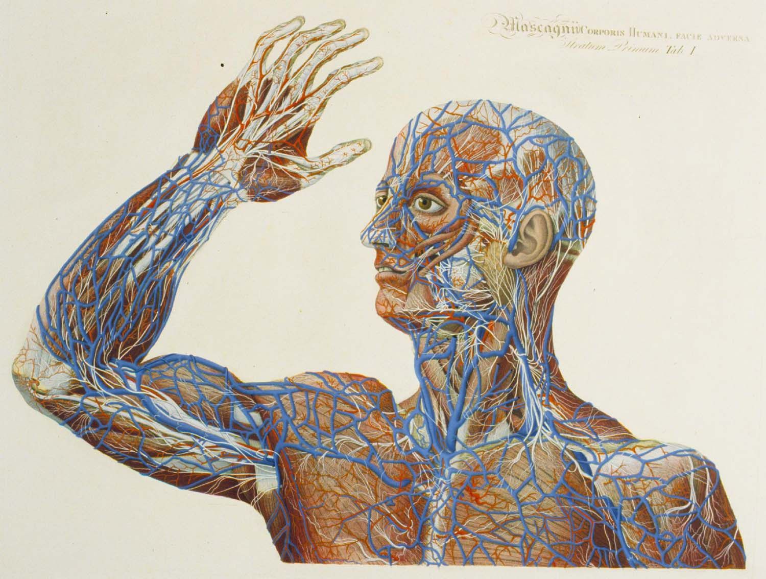 Illustrazione anatomica vintage vasi sanguigni, 1500x1133 720p, PC