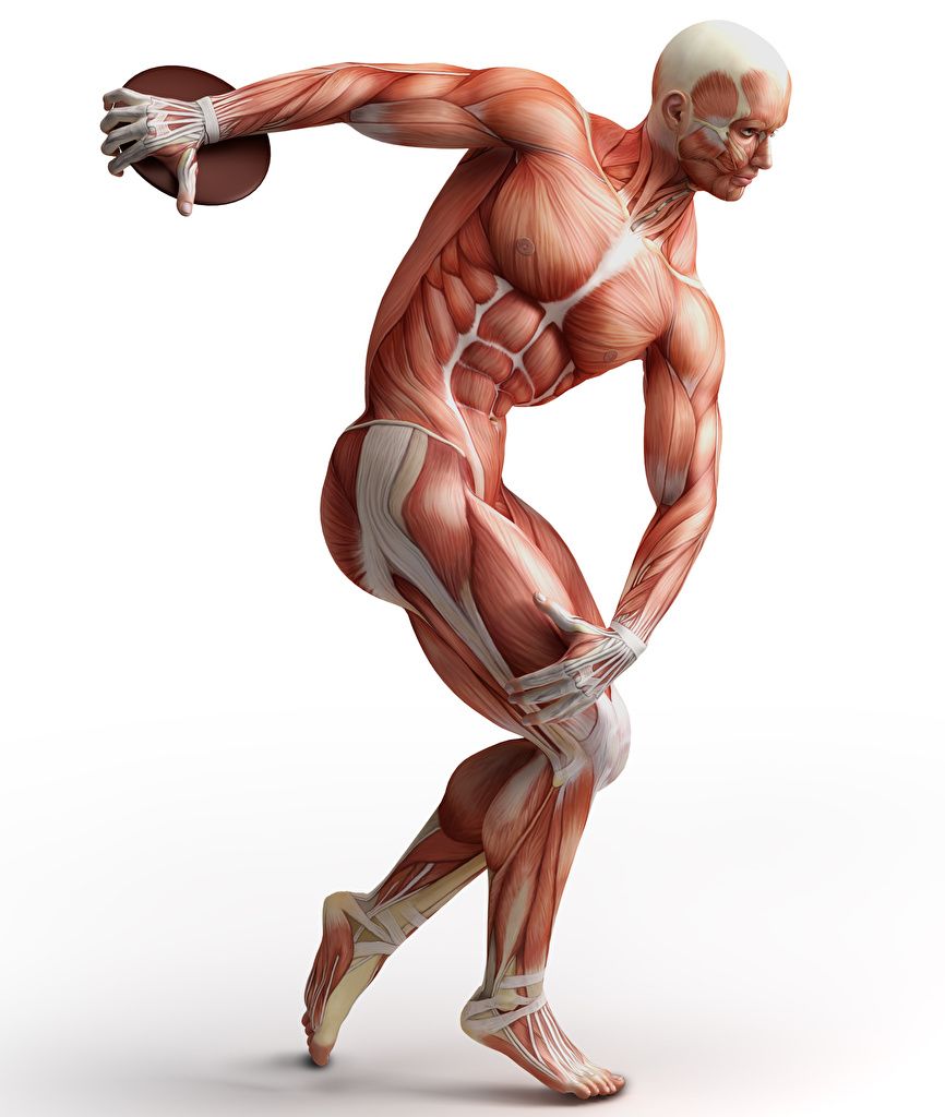 Anatomia muscolare uomo discobolo, 866x1024 Verticale, Mobile