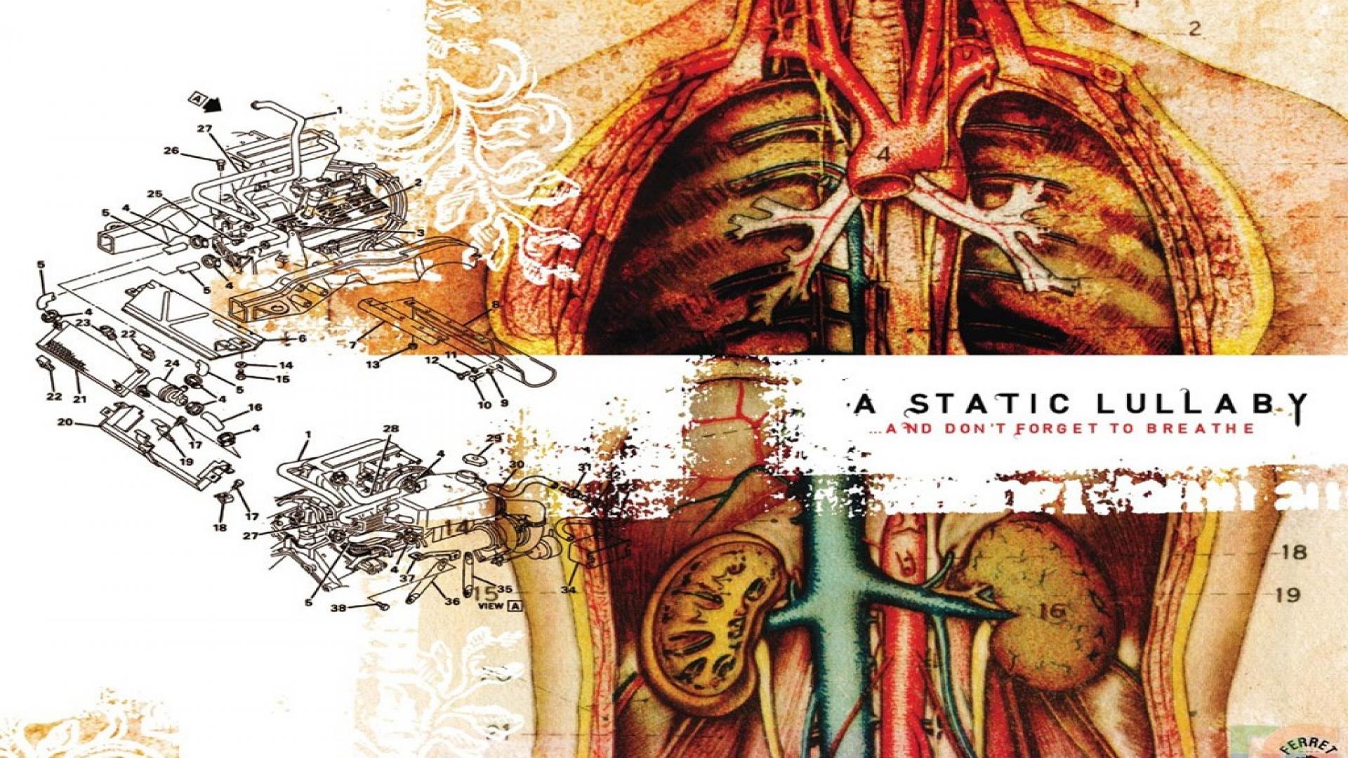 Illustrazione anatomica torso umano, 1920x1080 Full HD, PC Desktop