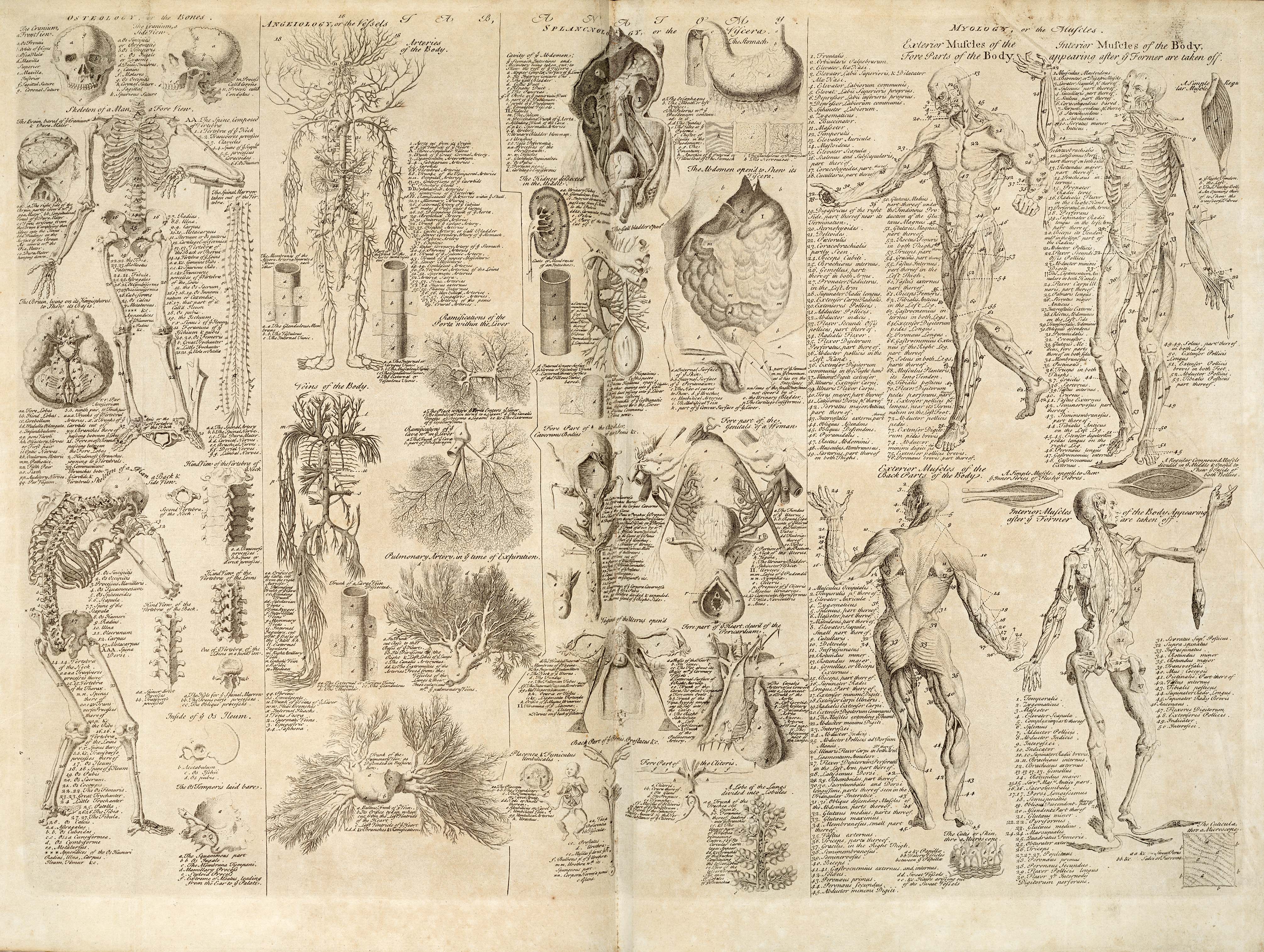 Tavola anatomica antica seppia, 4021x3029 4K, Desktop 4K