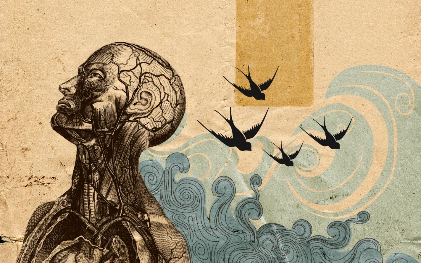 Illustrazione anatomica testa uccelli, 1440x900 720p, Laptop