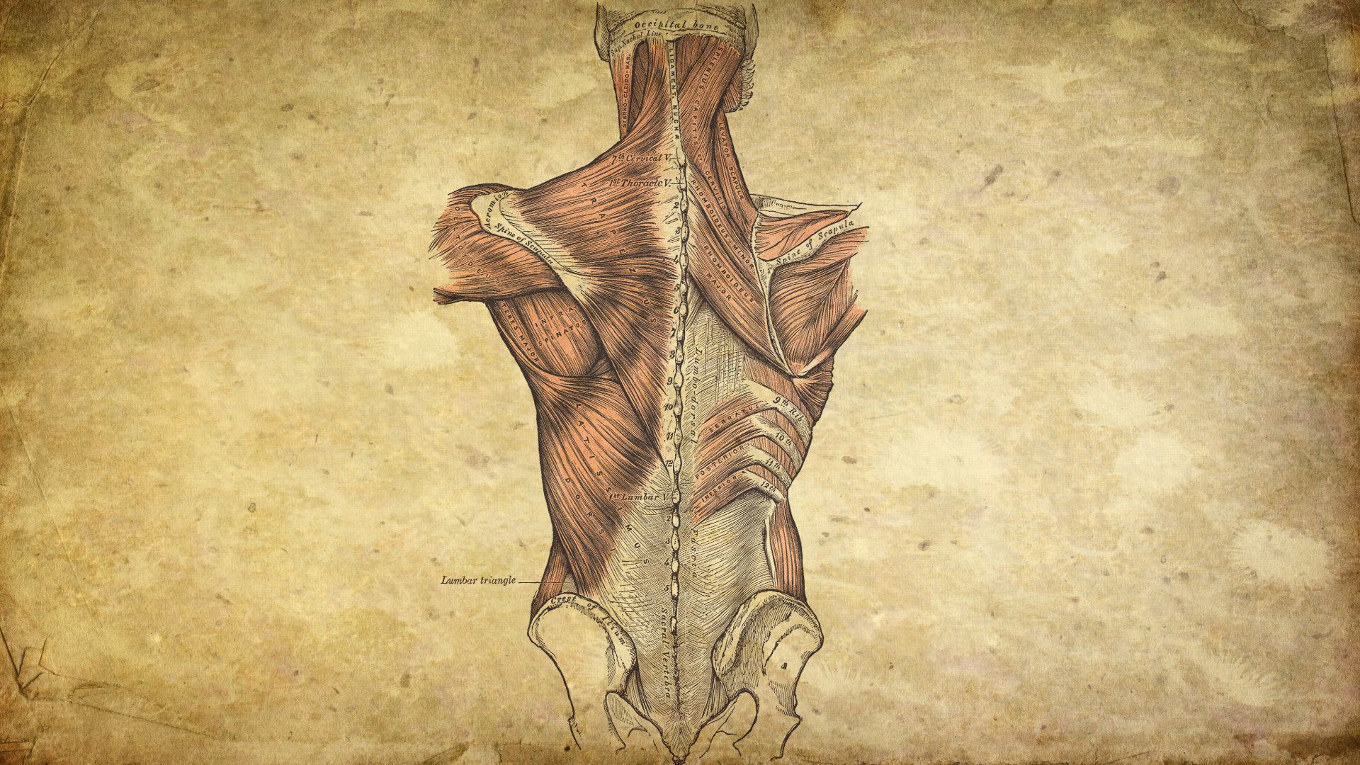 Anatomia muscoli schiena illustrazione vintage, 1920x1080 1080p, Desktop