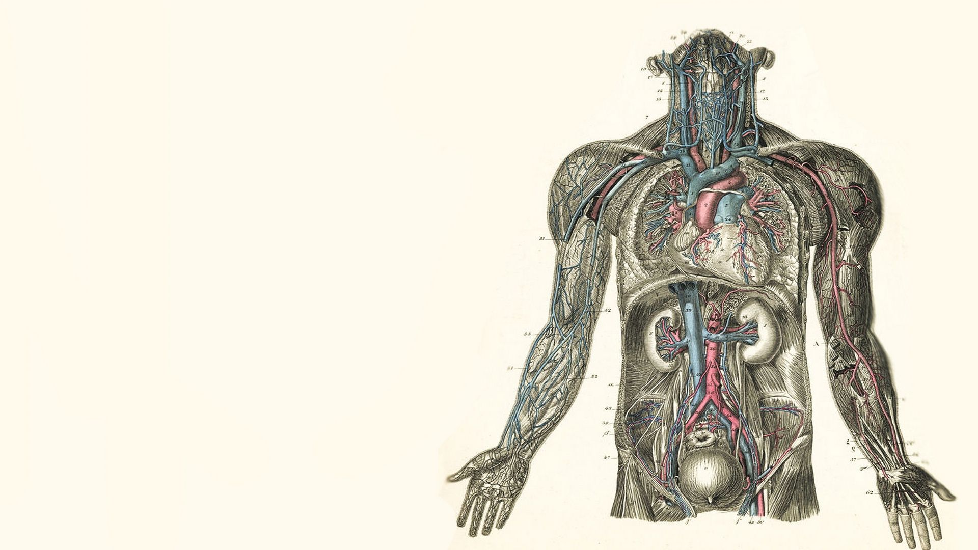 Illustrazione anatomica corpo umano vintage, 1920x1080 Full HD 1080p, Laptop