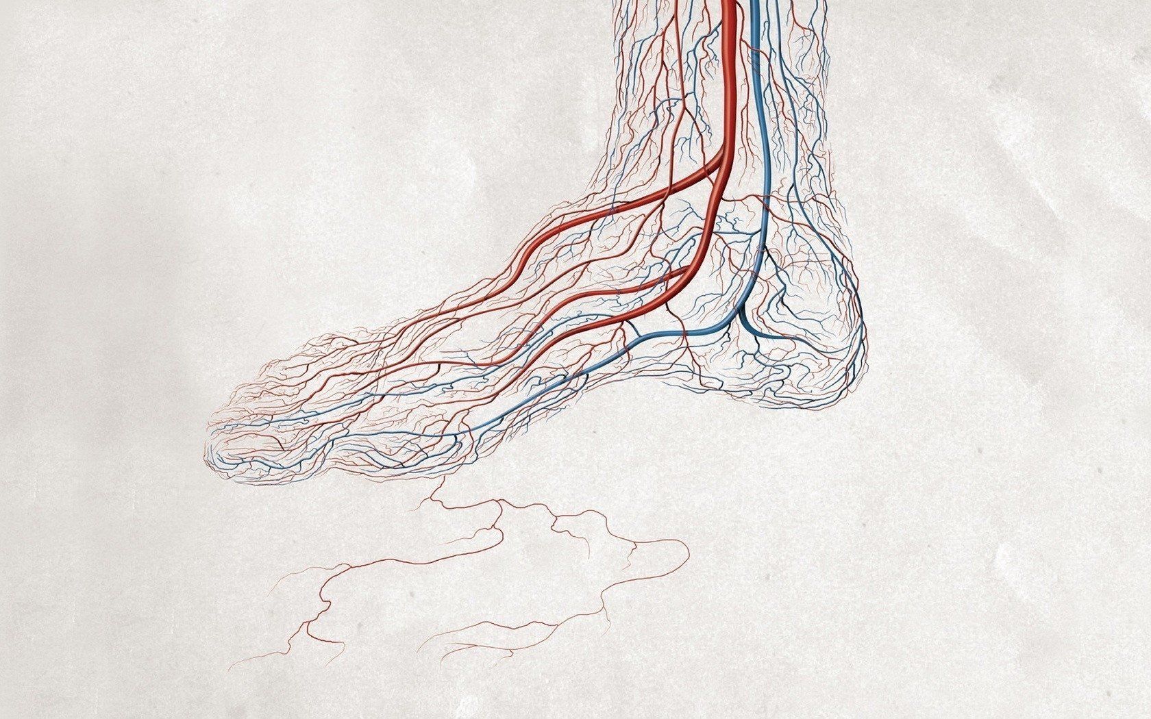 Schizzo anatomico piede con vene, 1680x1050 900p, Laptop