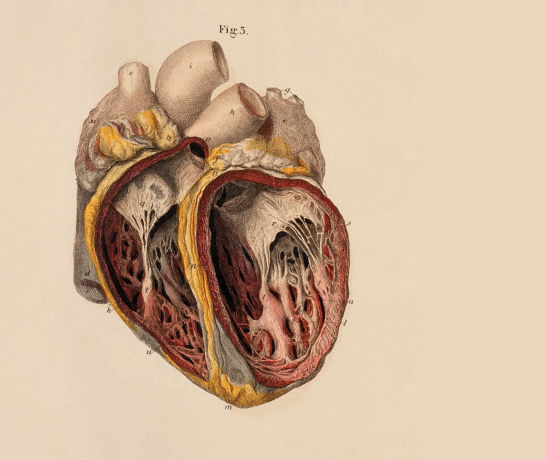 Illustrazione anatomica cuore umano, 1910x1609 HD Ready, iMac