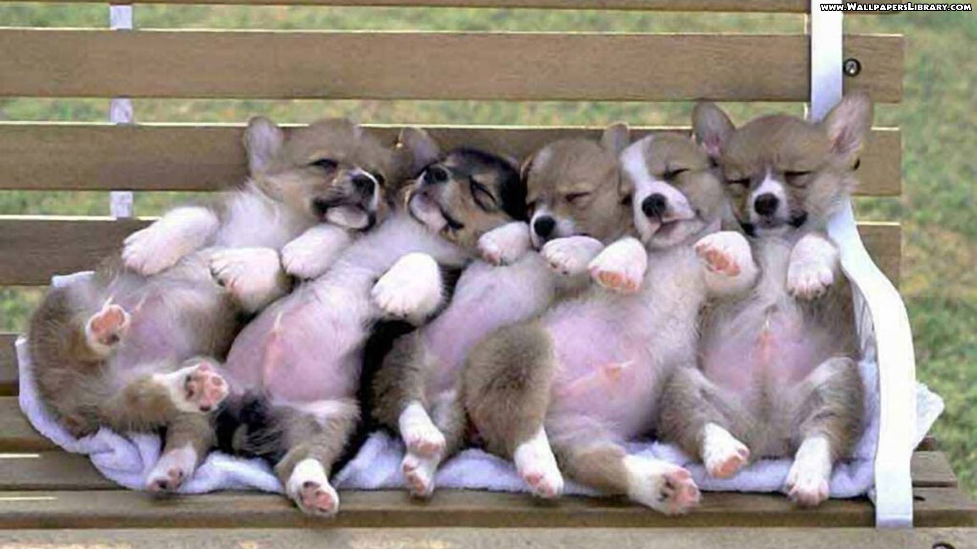Cuccioli corgi addormentati panchina, 1920x1080 Full HD, PC Desktop