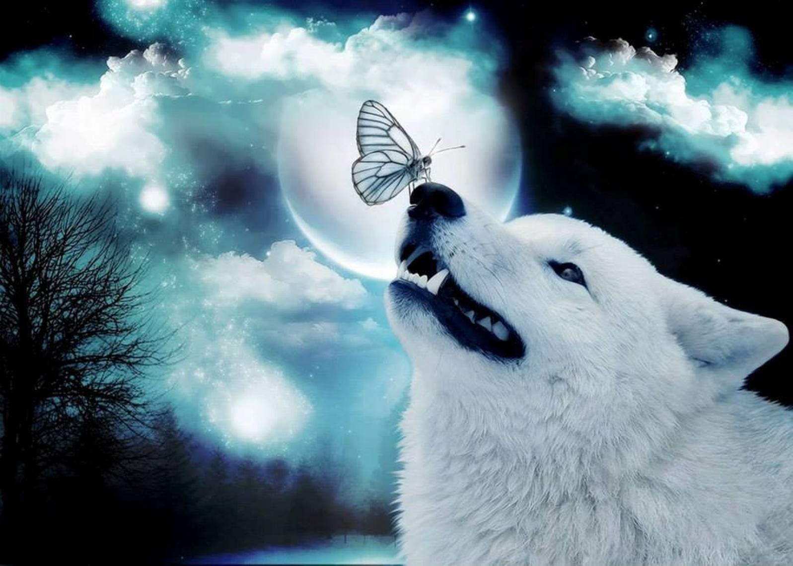 Lupo bianco con farfalla luna, 1597x1140 HD, Desktop