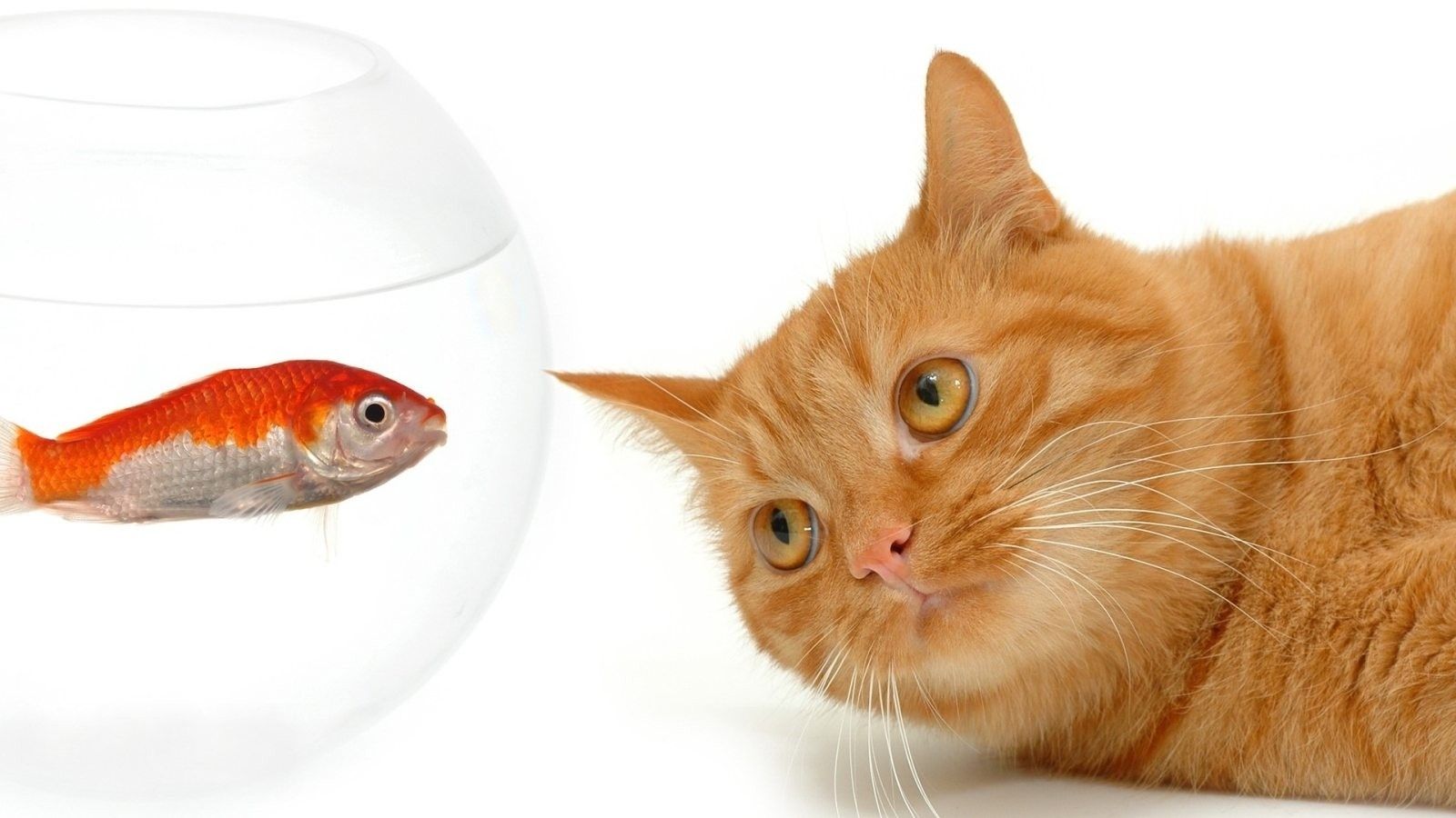 Gatto arancione che guarda pesce, 1600x900 900p, iMac
