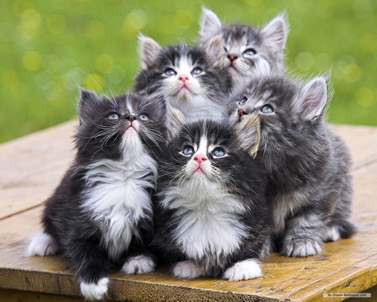 Cinque gattini grigi e bianchi, 1280x1024 HD, Desktop
