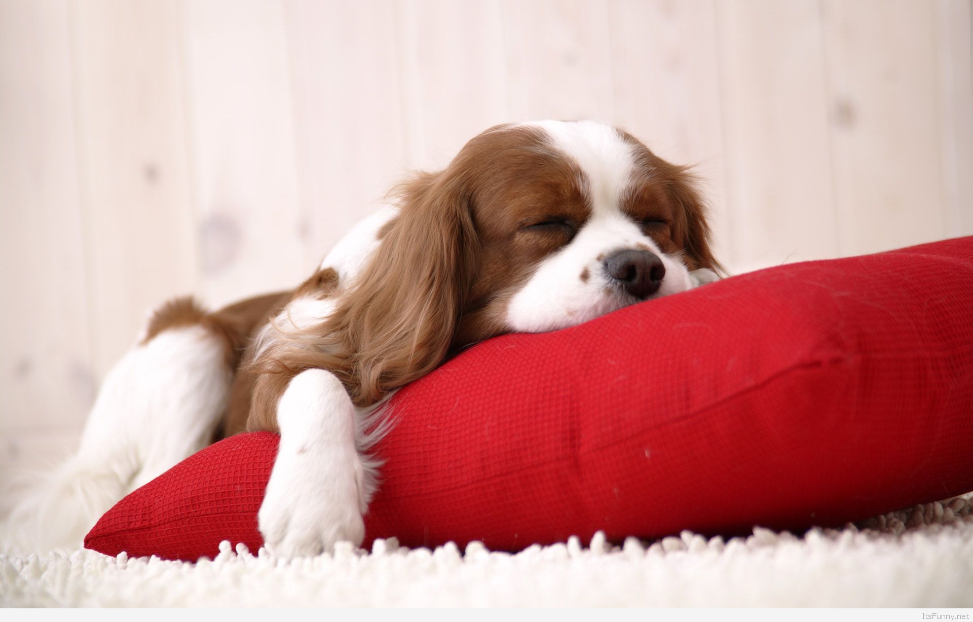 Cucciolo cane che dorme, 1920x1227 Full HD+, PC