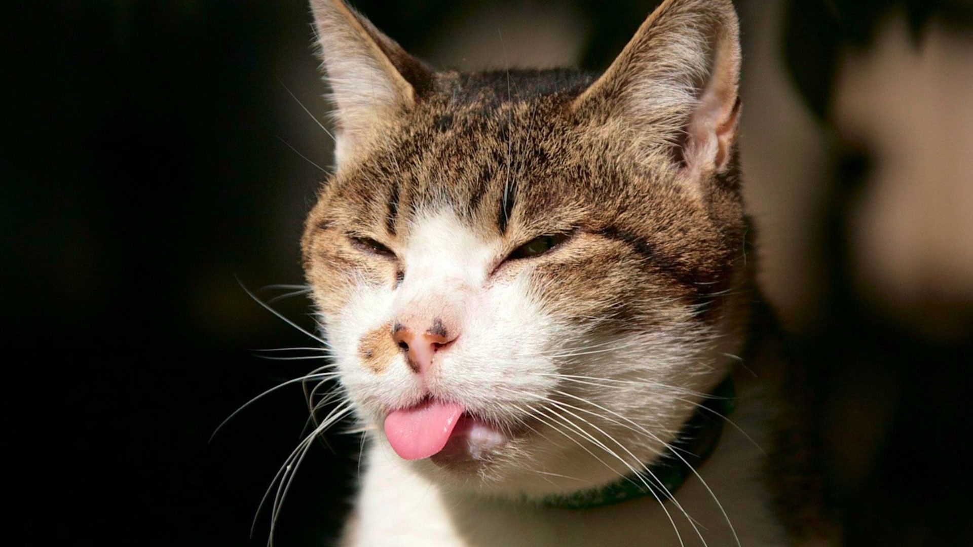 Gatto tricolore lingua fuori, 1920x1080 1080p, PC