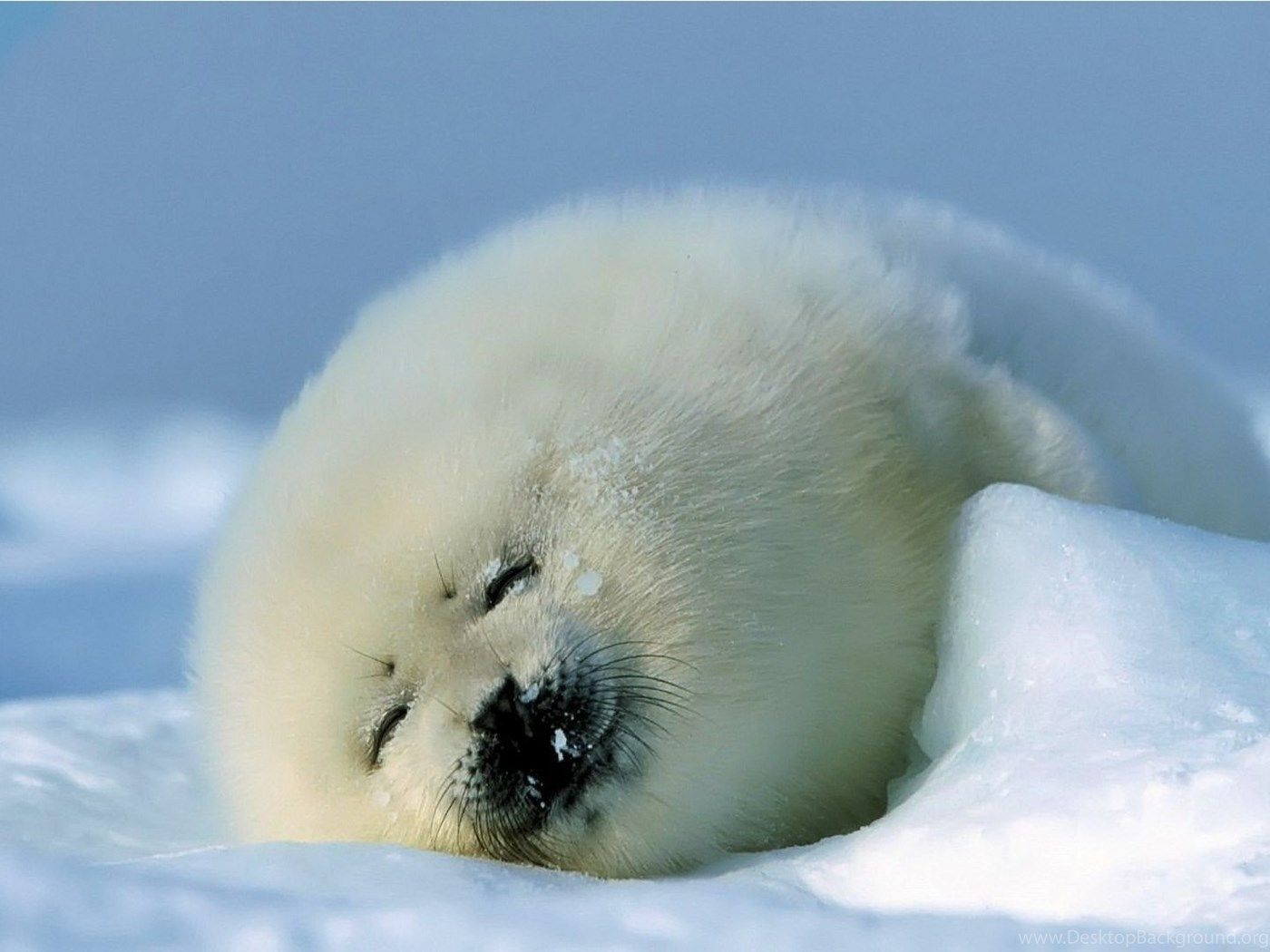 Cucciolo di foca sulla neve, 1400x1050 720p, Laptop