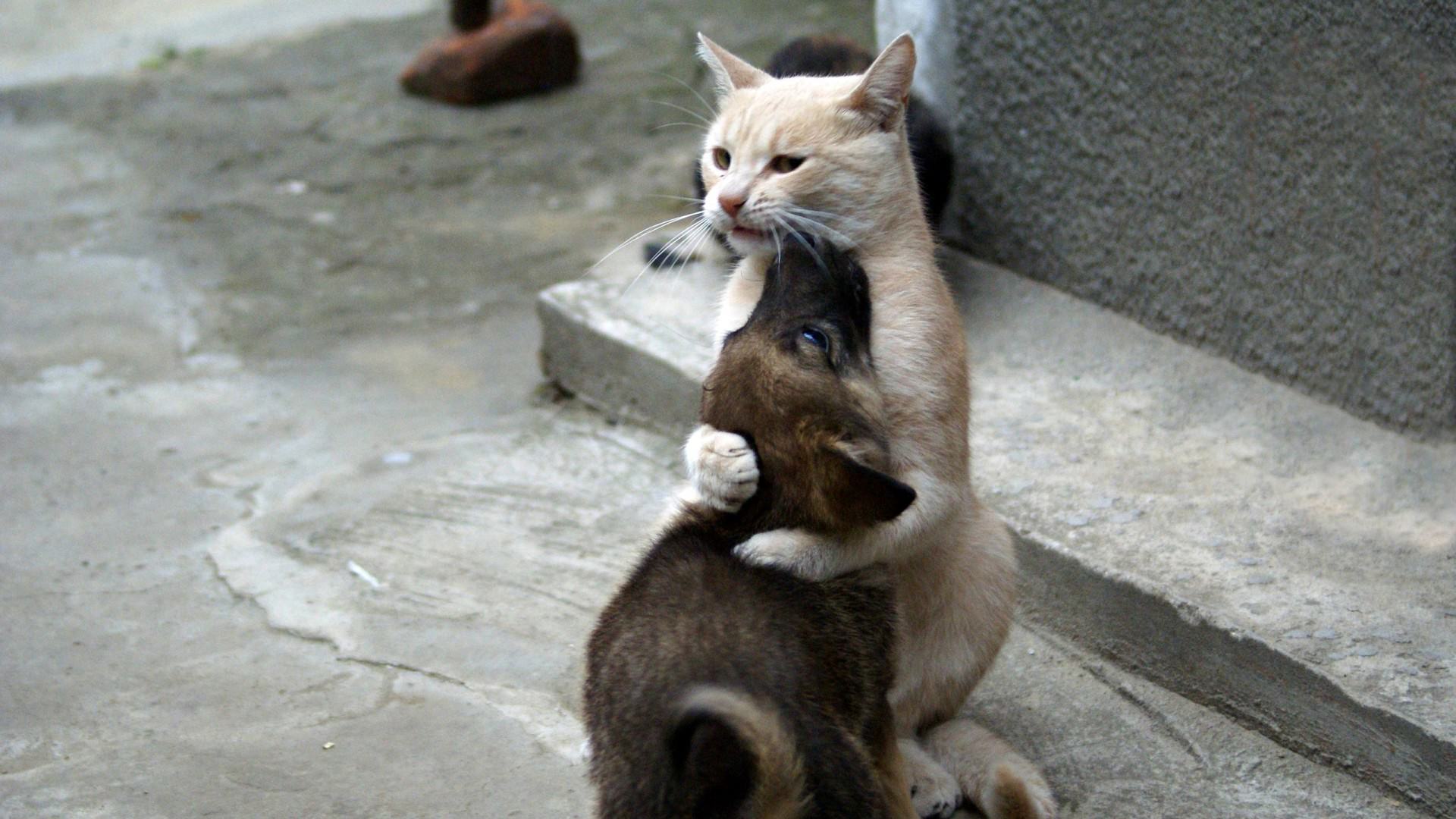Gatto e cucciolo che si abbracciano, 1920x1080 Full HD, Desktop