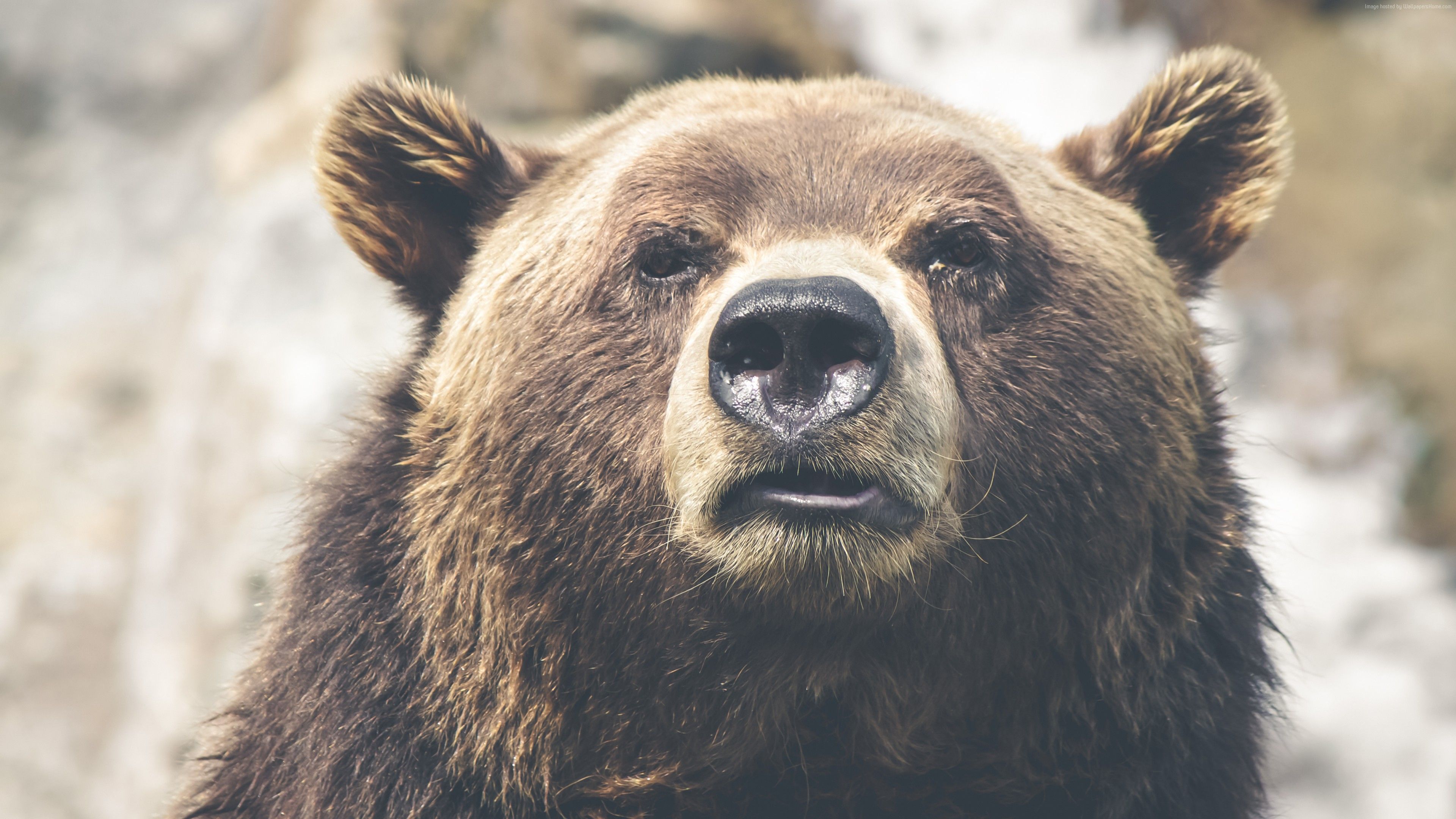 Orso bruno primo piano, 3840x2160 4K, Desktop 4K