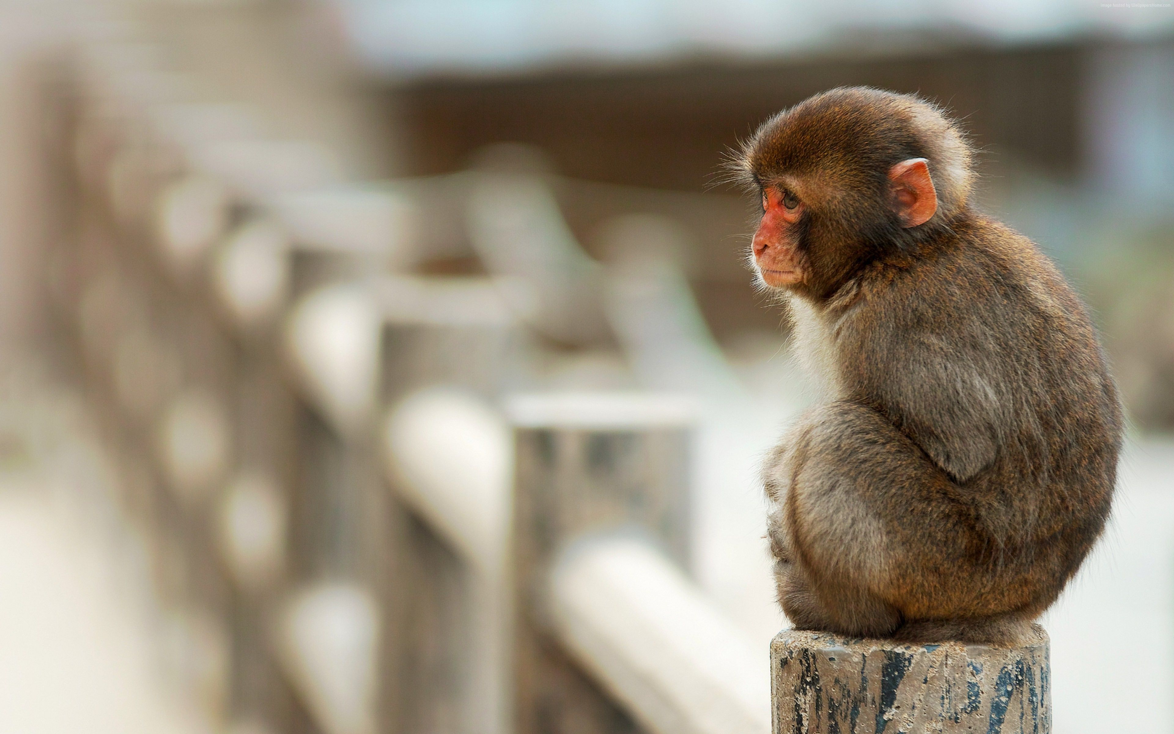 Macaco seduto su palo, 3840x2400 4K Ultra HD, Monitor 4K