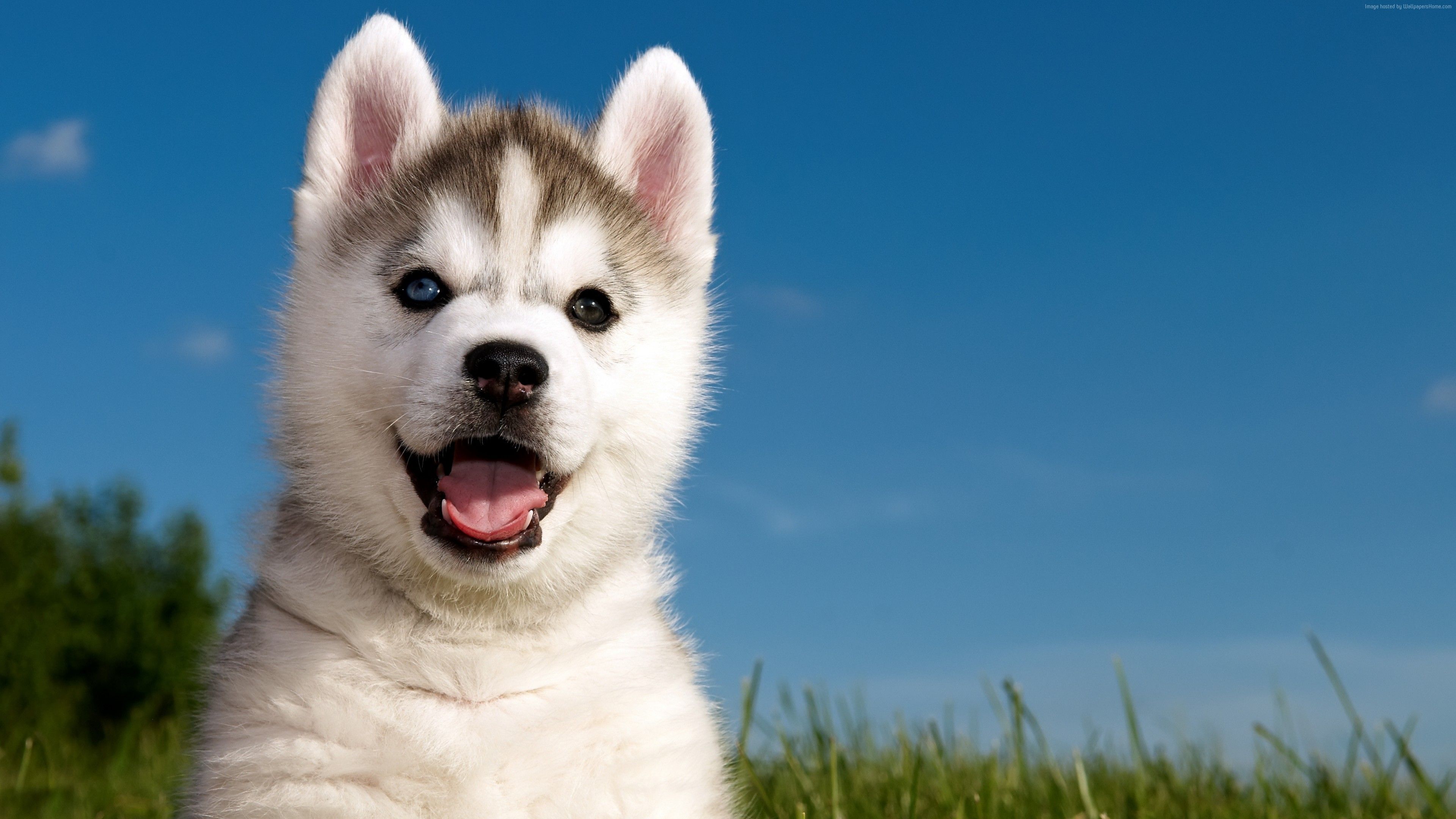 Cucciolo di husky sorridente, 3840x2160 UHD, Monitor 4K