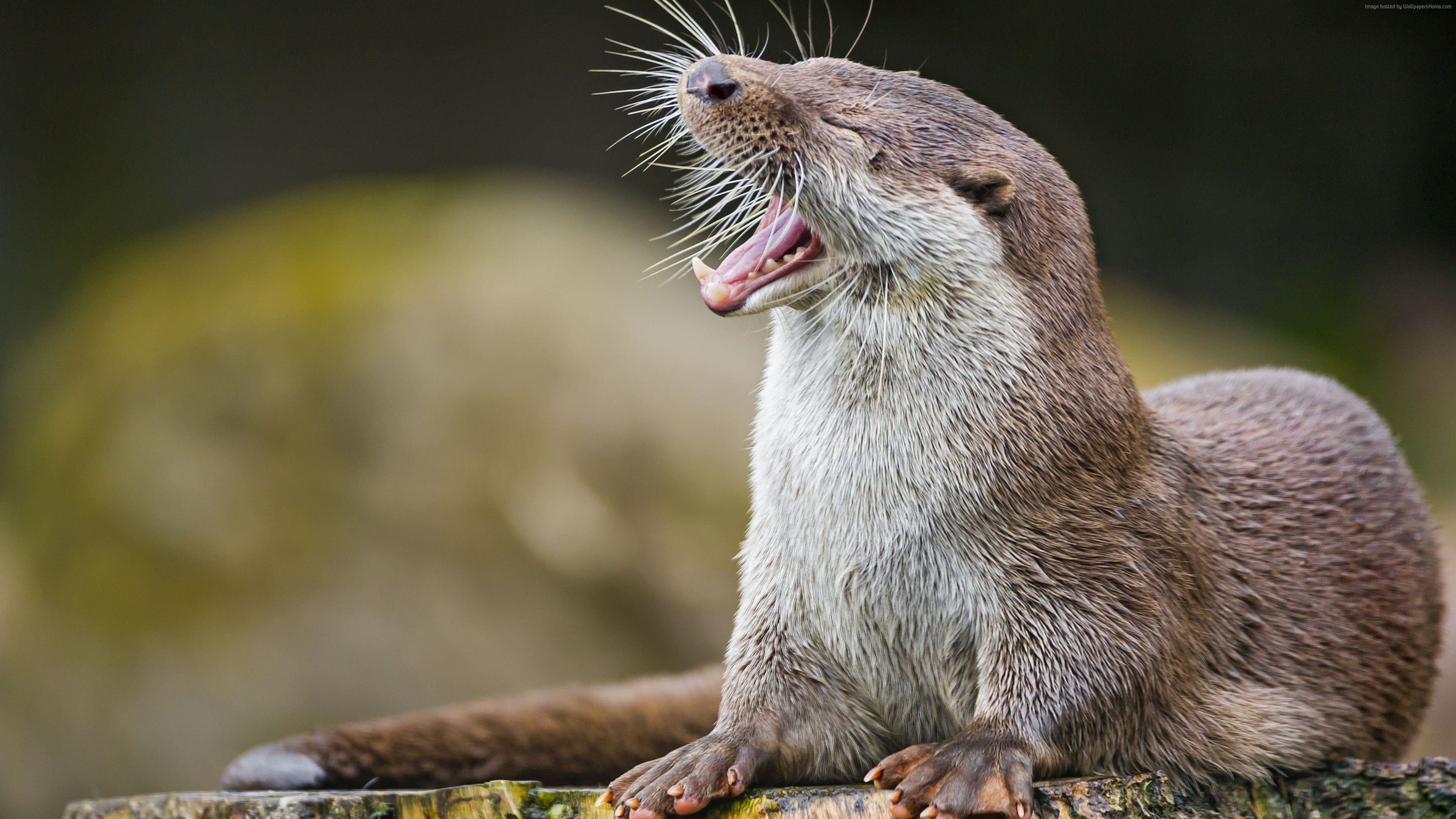 lontra buffa con bocca aperta, 3840x2160 4K, Desktop 4K