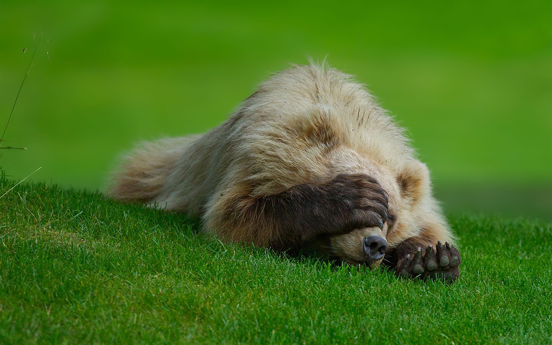 Orso divertente sull'erba, 1920x1200 WUXGA, PC