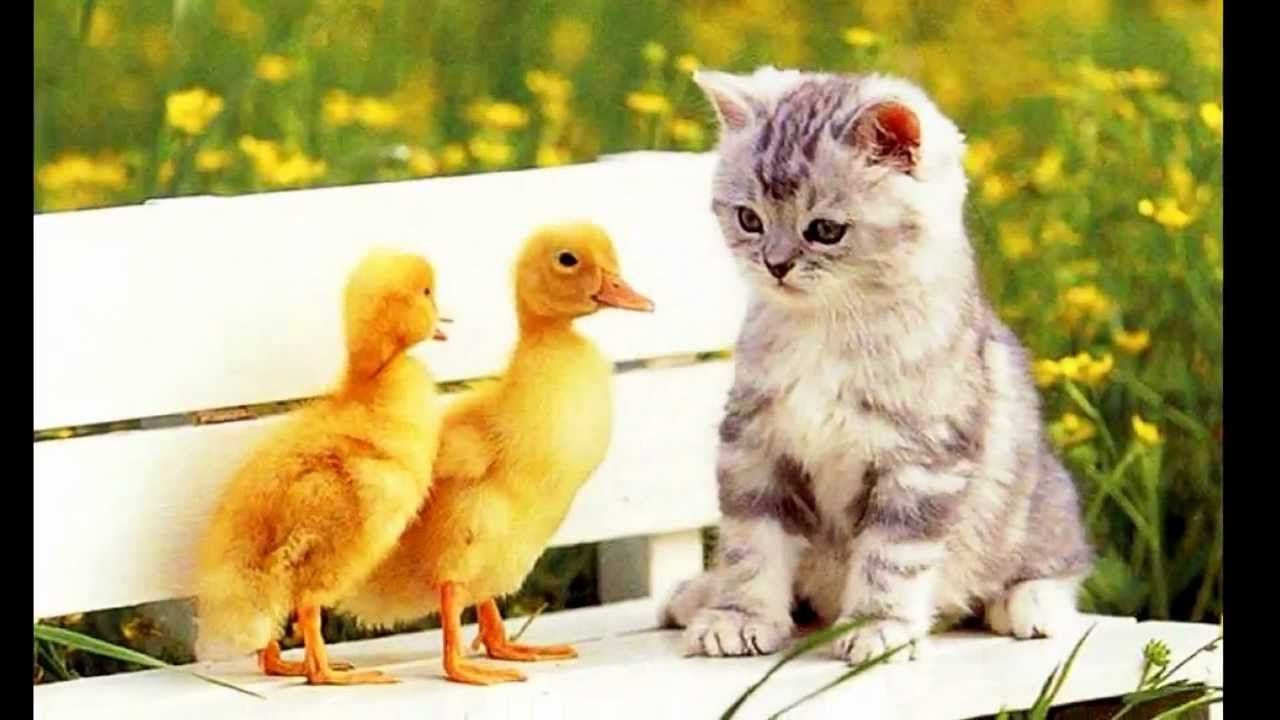 Gattino e paperelle su panchina, 1280x720 720p, PC
