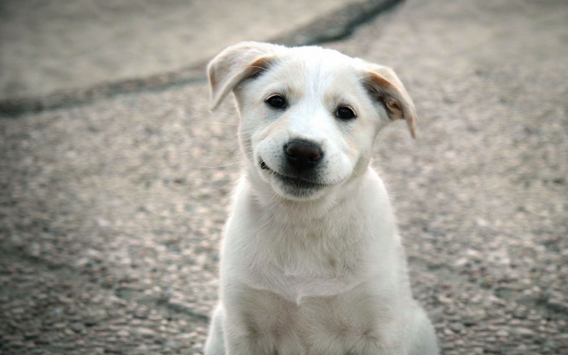 Cucciolo bianco sorridente, 1920x1200 Full HD+ WUXGA, Desktop