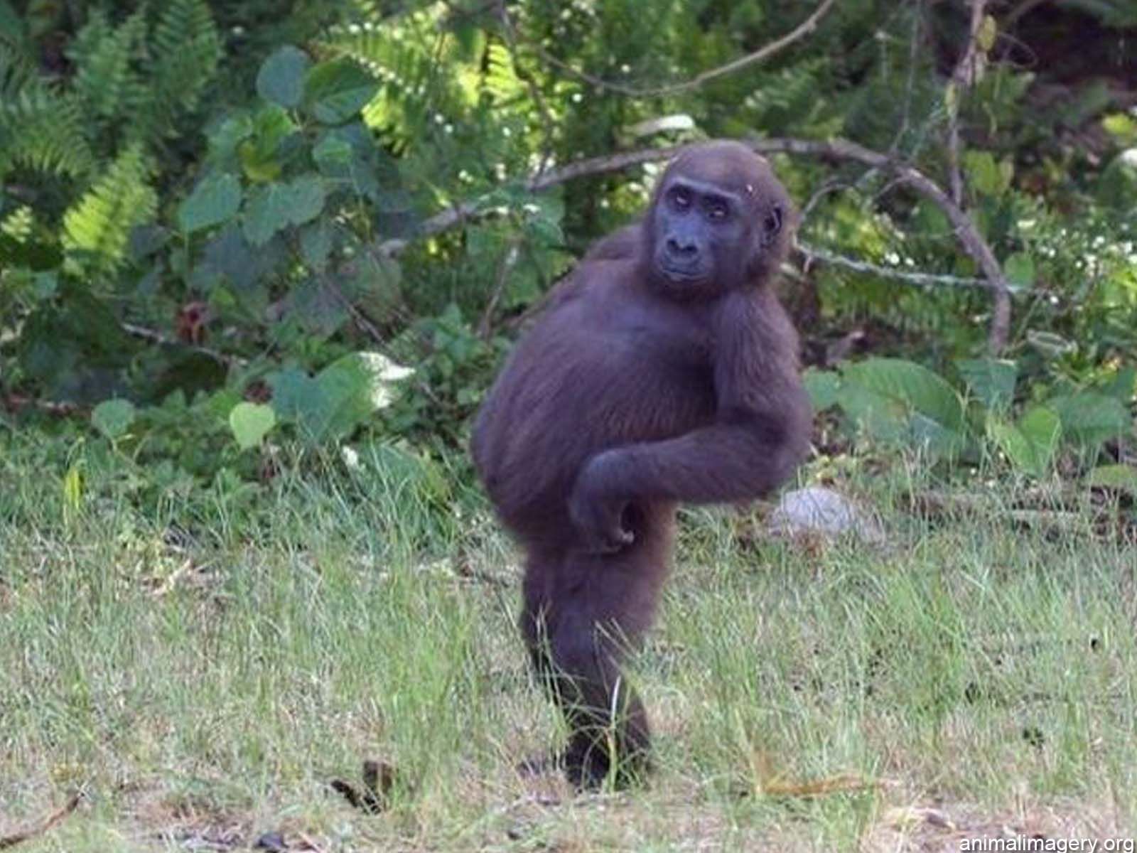 Piccolo gorilla in piedi erba, 1600x1200 HD, Laptop