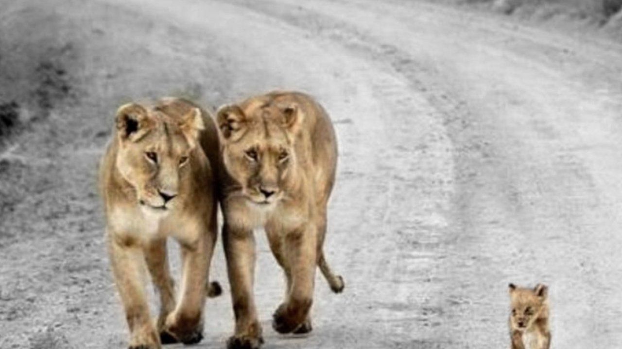 Leonesse e cucciolo su strada, 1280x720 720p, PC