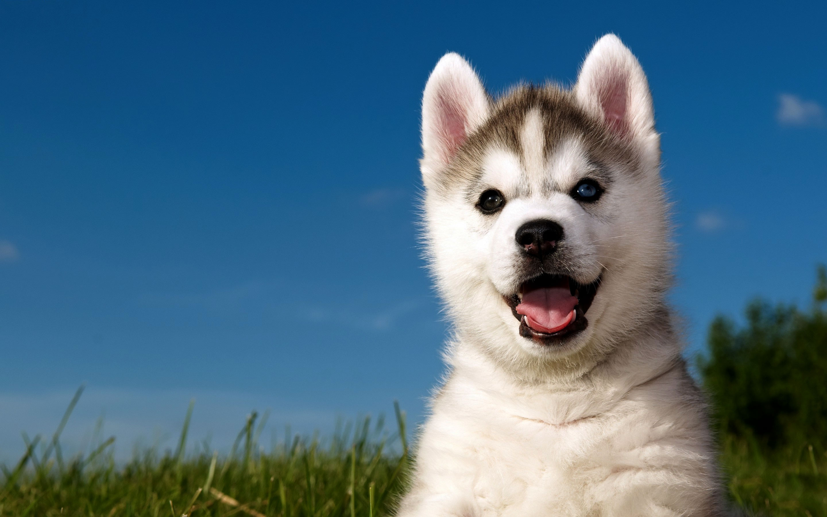 Cucciolo di husky nell'erba, 2880x1800 2K+, Desktop