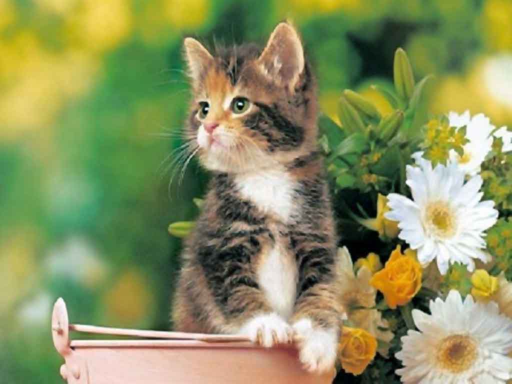 Gattino in vaso con fiori, 1024x768 HD, Laptop