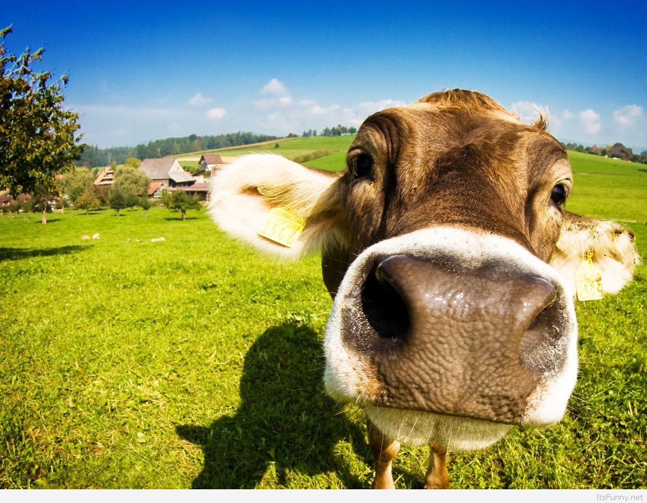 Mucca curiosa in campo verde, 1276x991 HD, ROG Asus Laptop