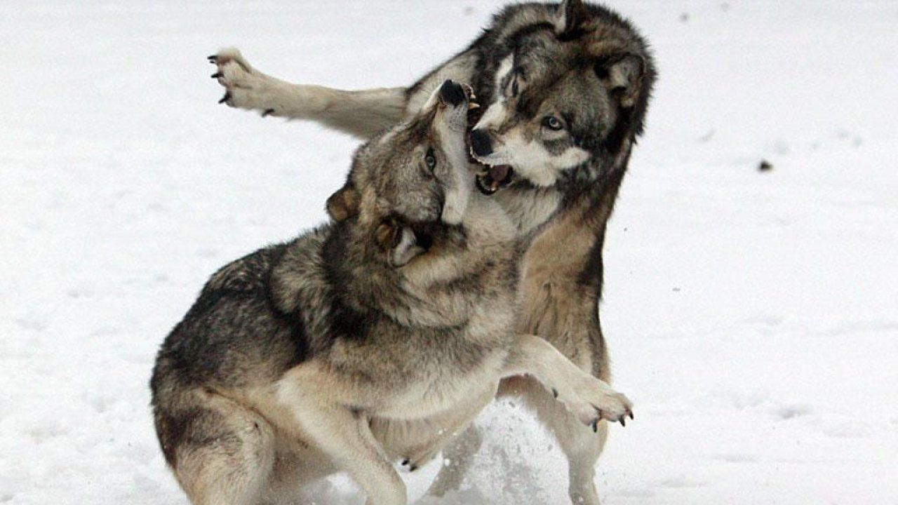 Lupi che giocano nella neve, 1280x720 HD, Desktop