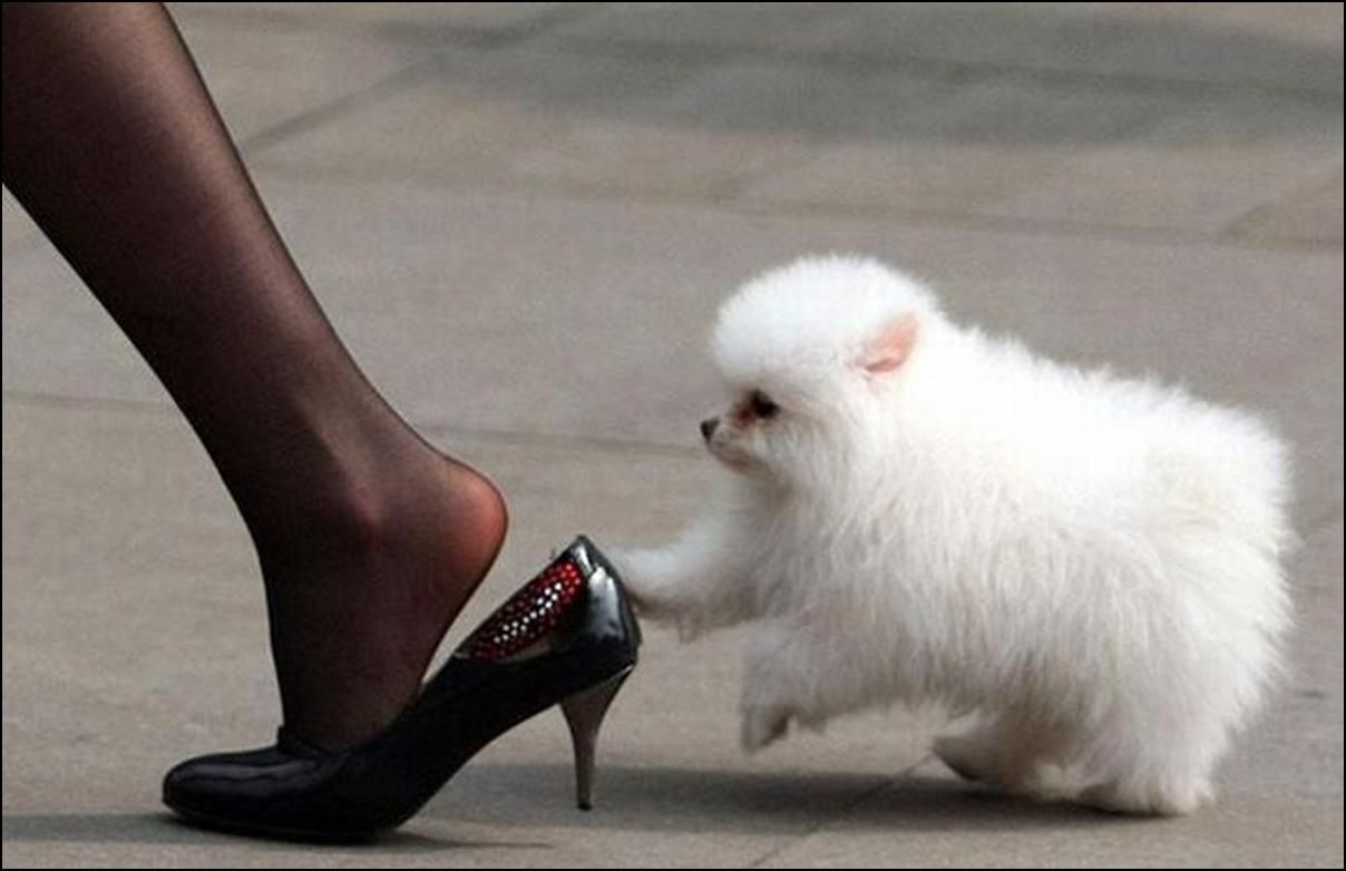 Cucciolo bianco che tira scarpa, 1208x782 HD, PC