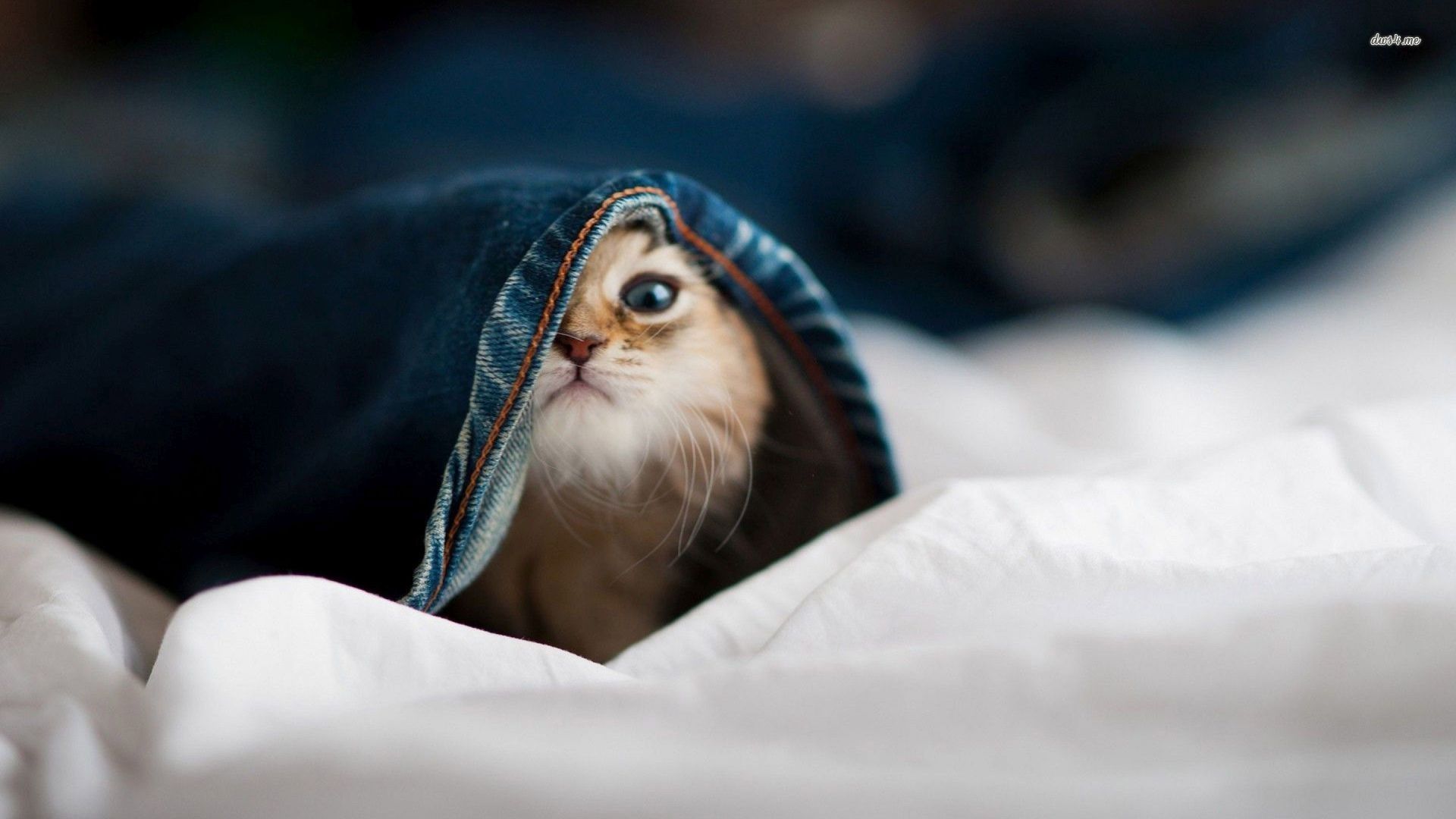 Gatto sotto lenzuola blu, 1920x1080 Full HD, PC Desktop
