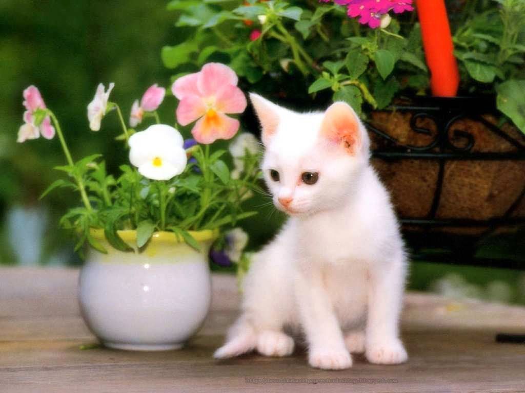 Gattino bianco tra fiori, 1024x768 HD, Desktop