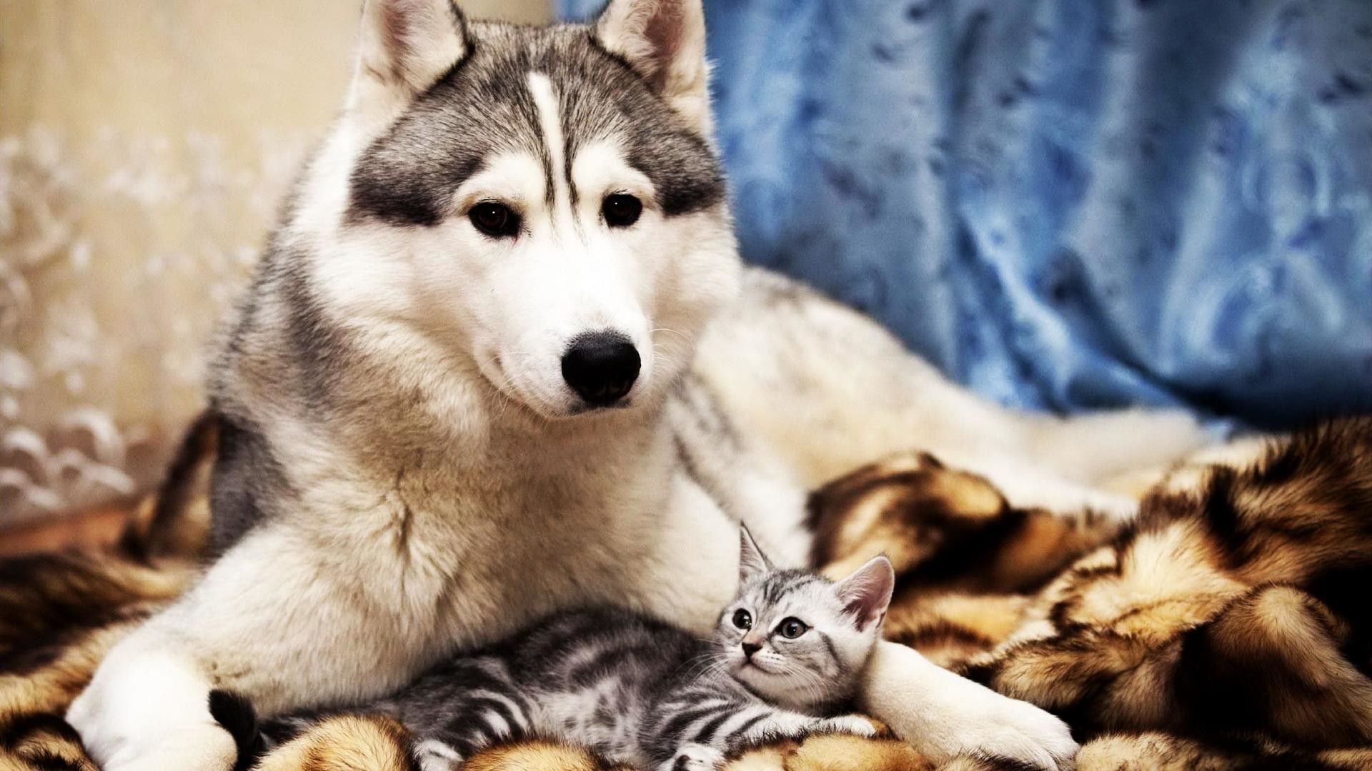 Cane husky con gattino, 1920x1080 Full HD, Laptop
