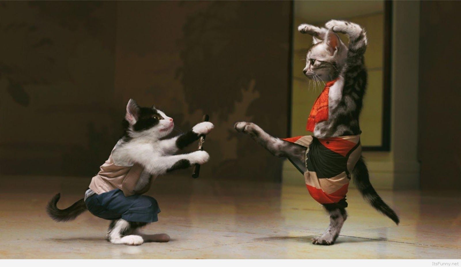 Gatti che combattono kung fu, 1600x927 HD Ready, PC Desktop