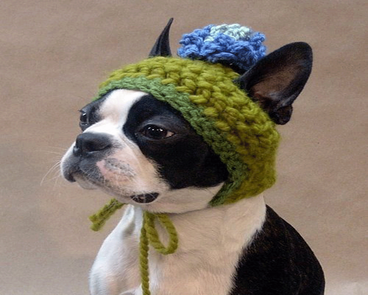 Cane con cappellino di lana, 1280x1024 720p, Acer Nitro