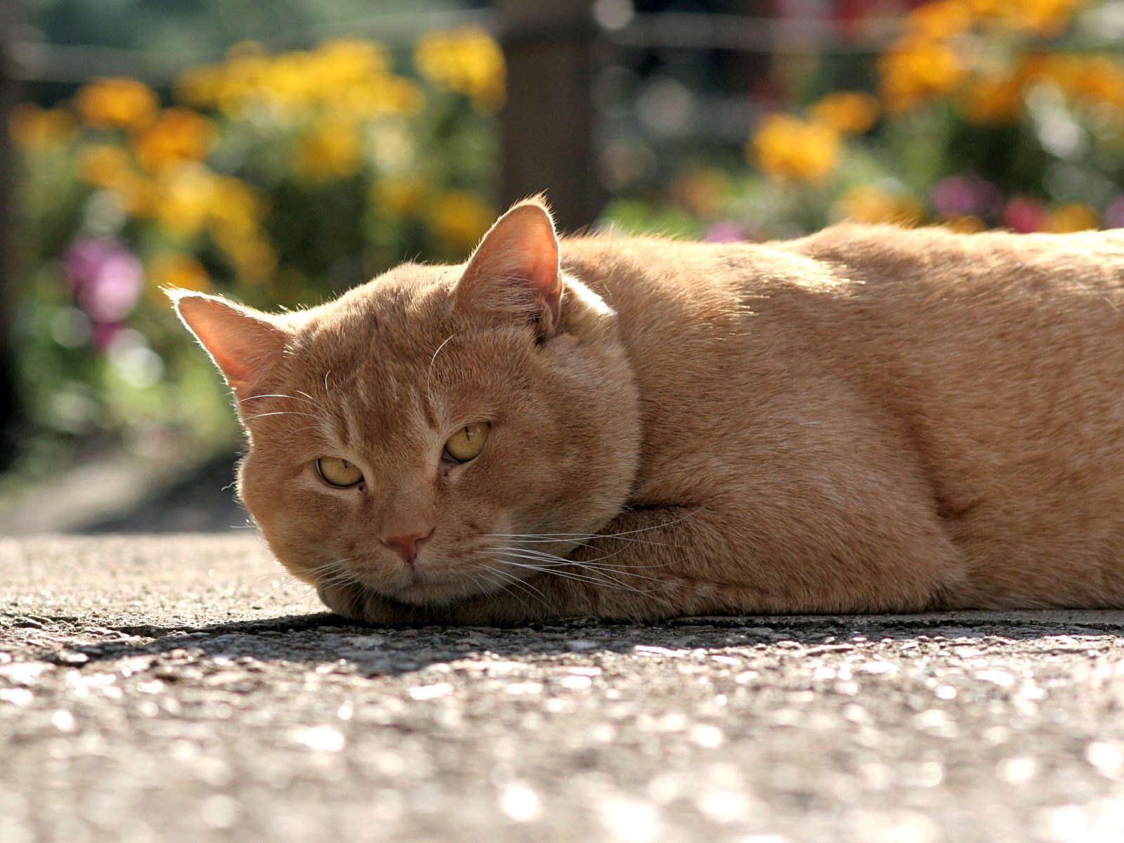 Gatto arancione sdraiato all'aperto, 1600x1200 900p, Laptop