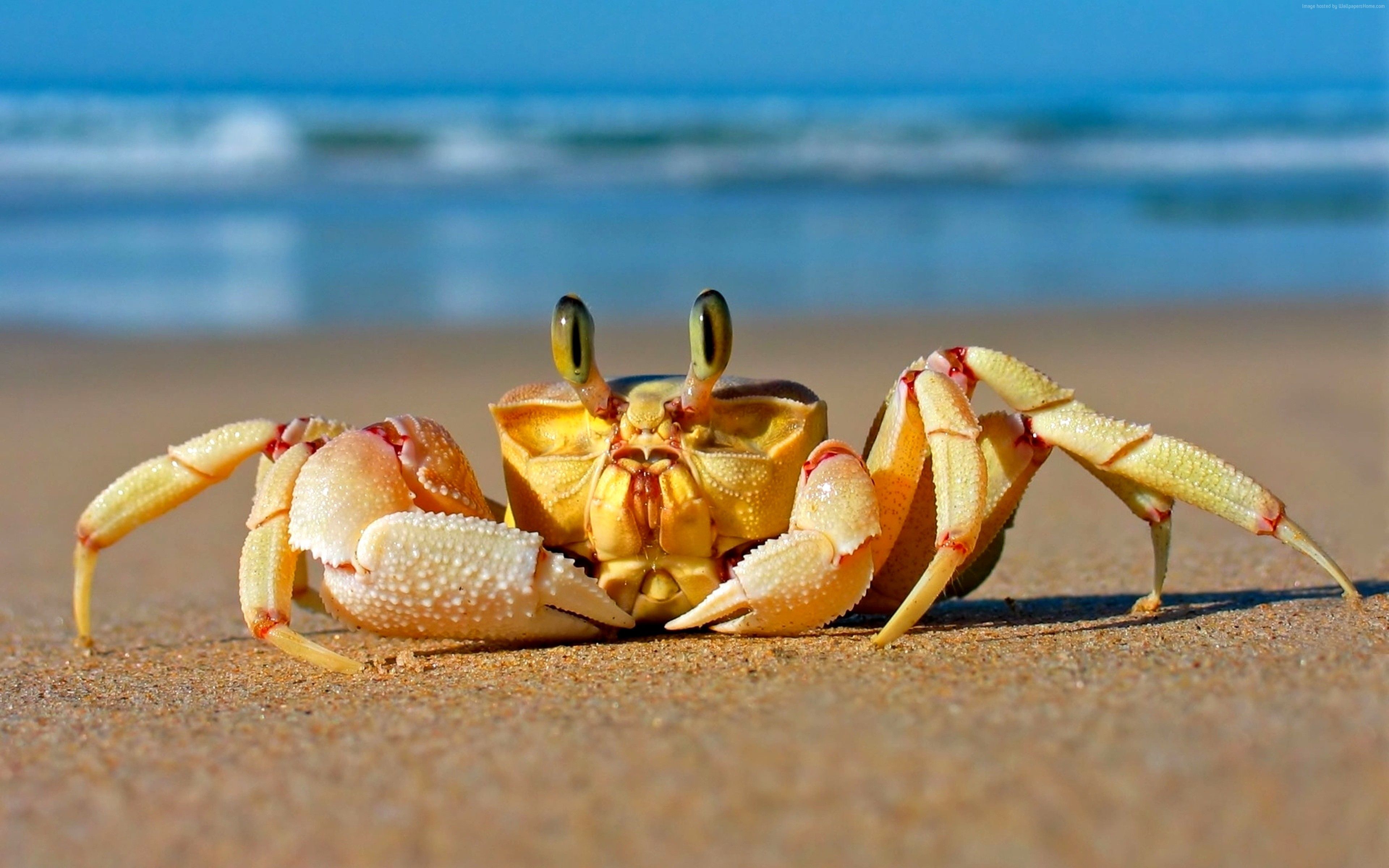 Granchio giallo sulla spiaggia, 3840x2400 UHD, PC 4K