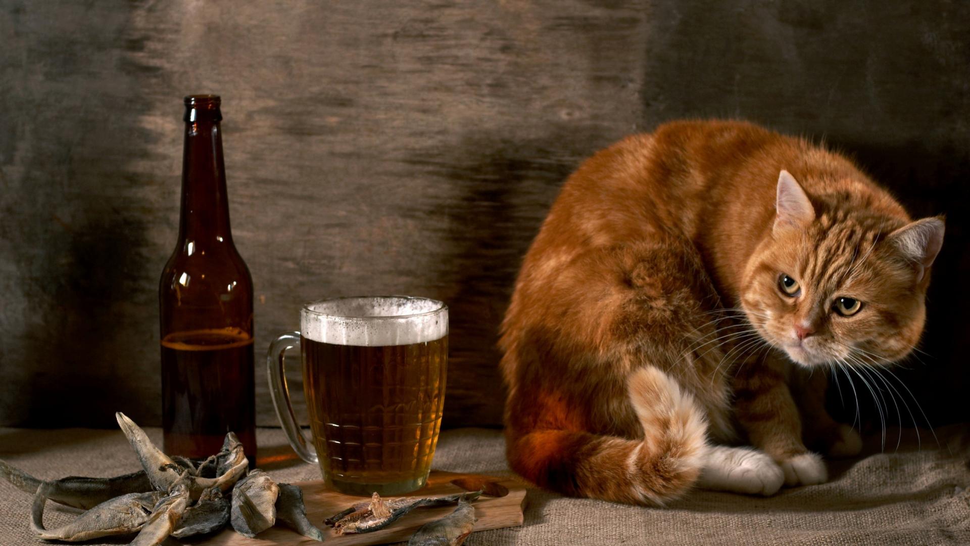 Gatto rosso con birra, 1920x1080 1080p, PC Desktop
