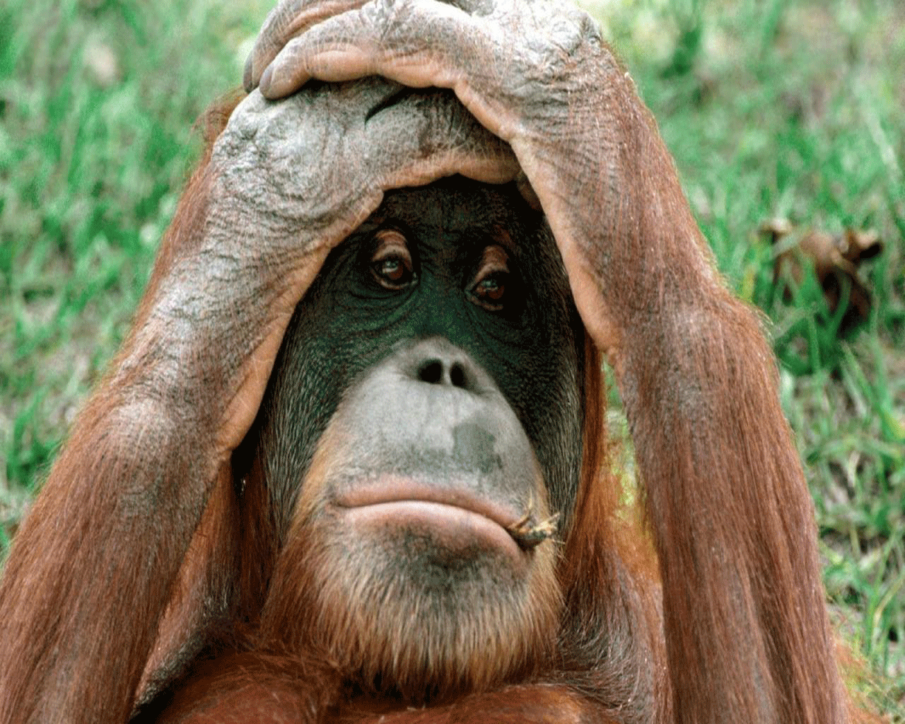 Orangutan divertente con mani in testa, 1280x1024 HD, Desktop