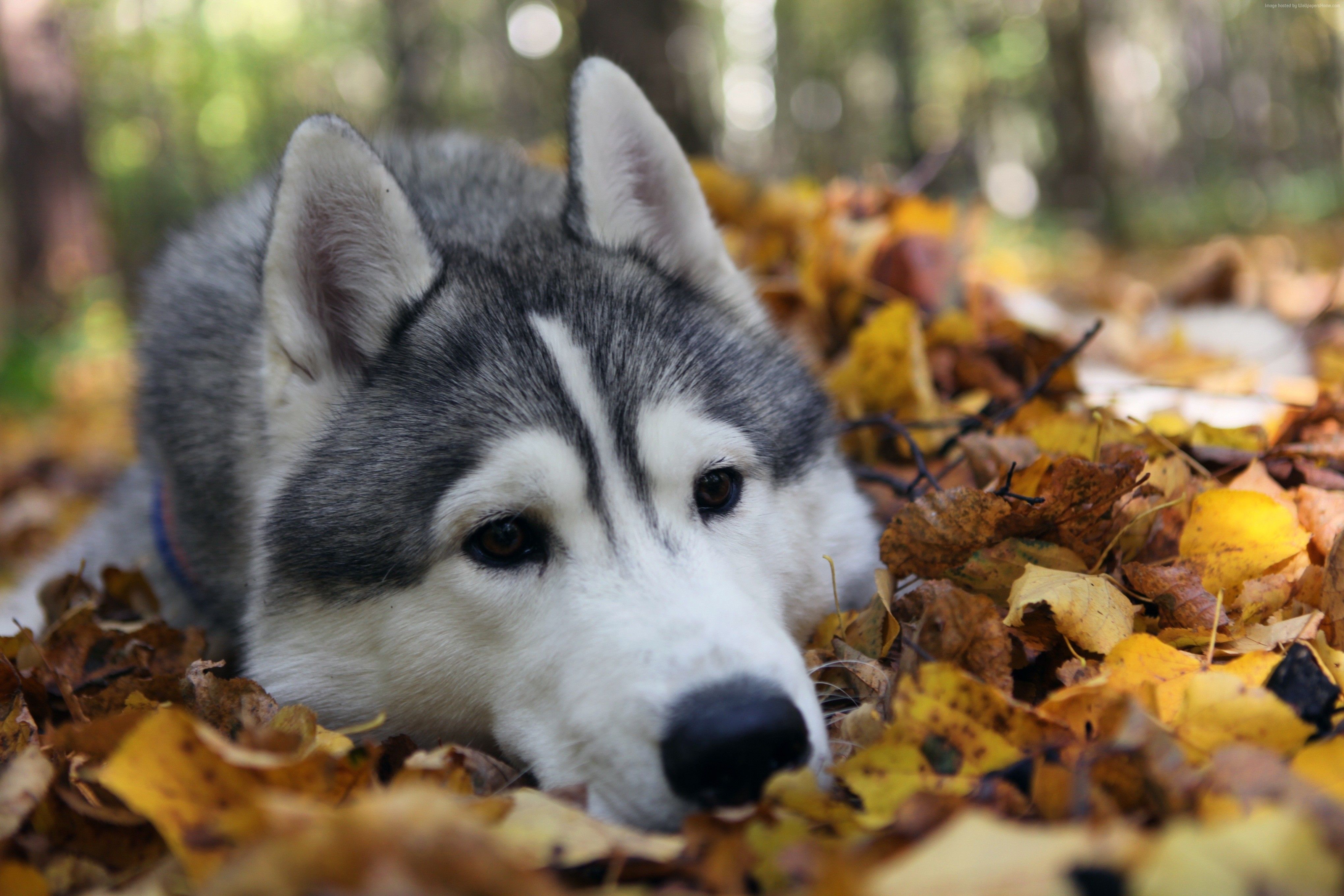 Husky sdraiato tra foglie autunnali, 4080x2720 4K Ultra HD, Monitor 4K