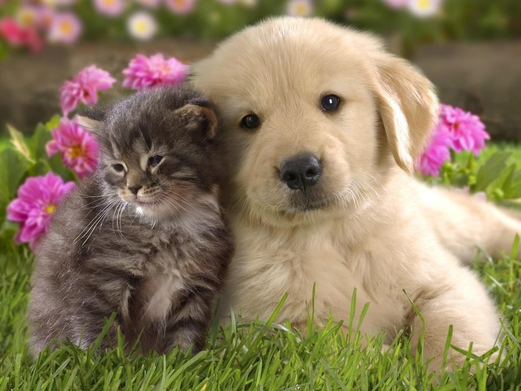 Gattino e cucciolo di golden retriever, 1024x768 HD, Desktop