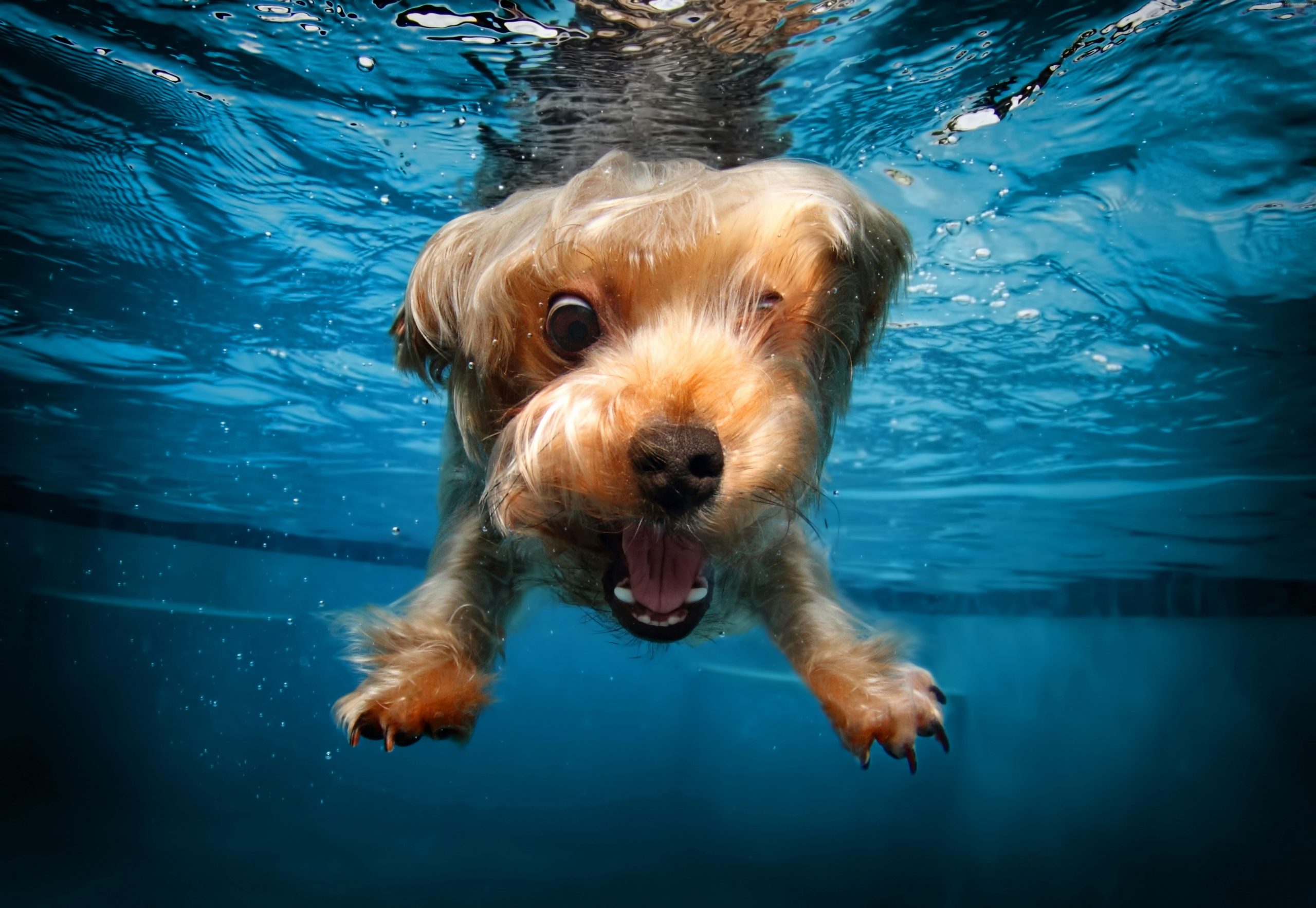 Cane terrier sott'acqua, 2560x1767 2K, Desktop