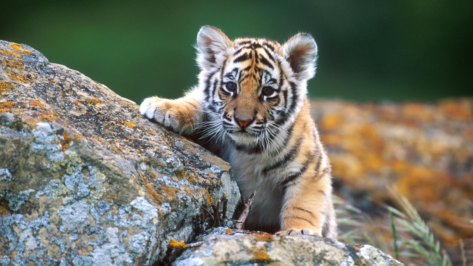Cucciolo di tigre su roccia, 1600x900 900p, Desktop