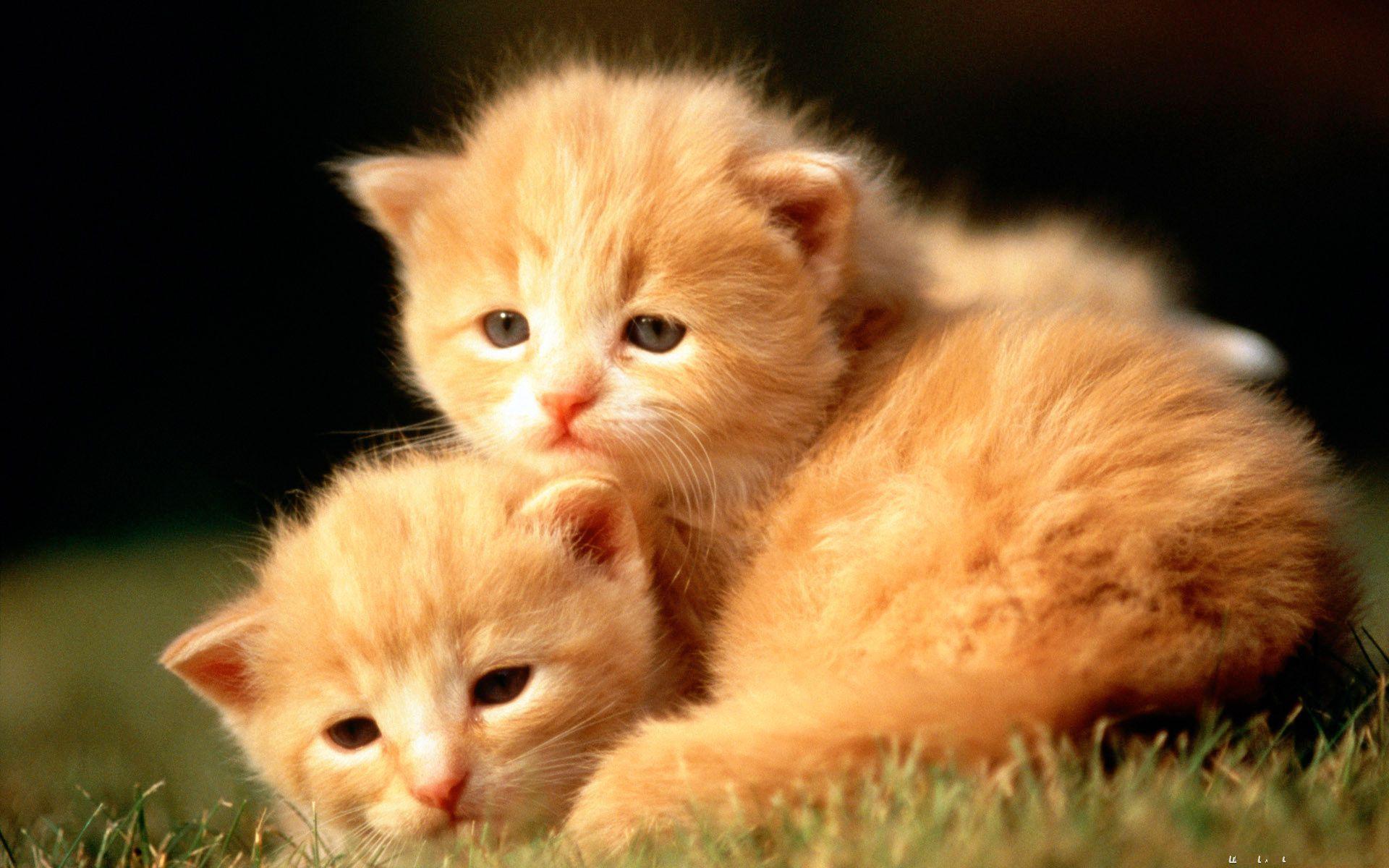 Due gattini arancioni cuccioli, 1920x1200 Full HD+ WUXGA, iMac