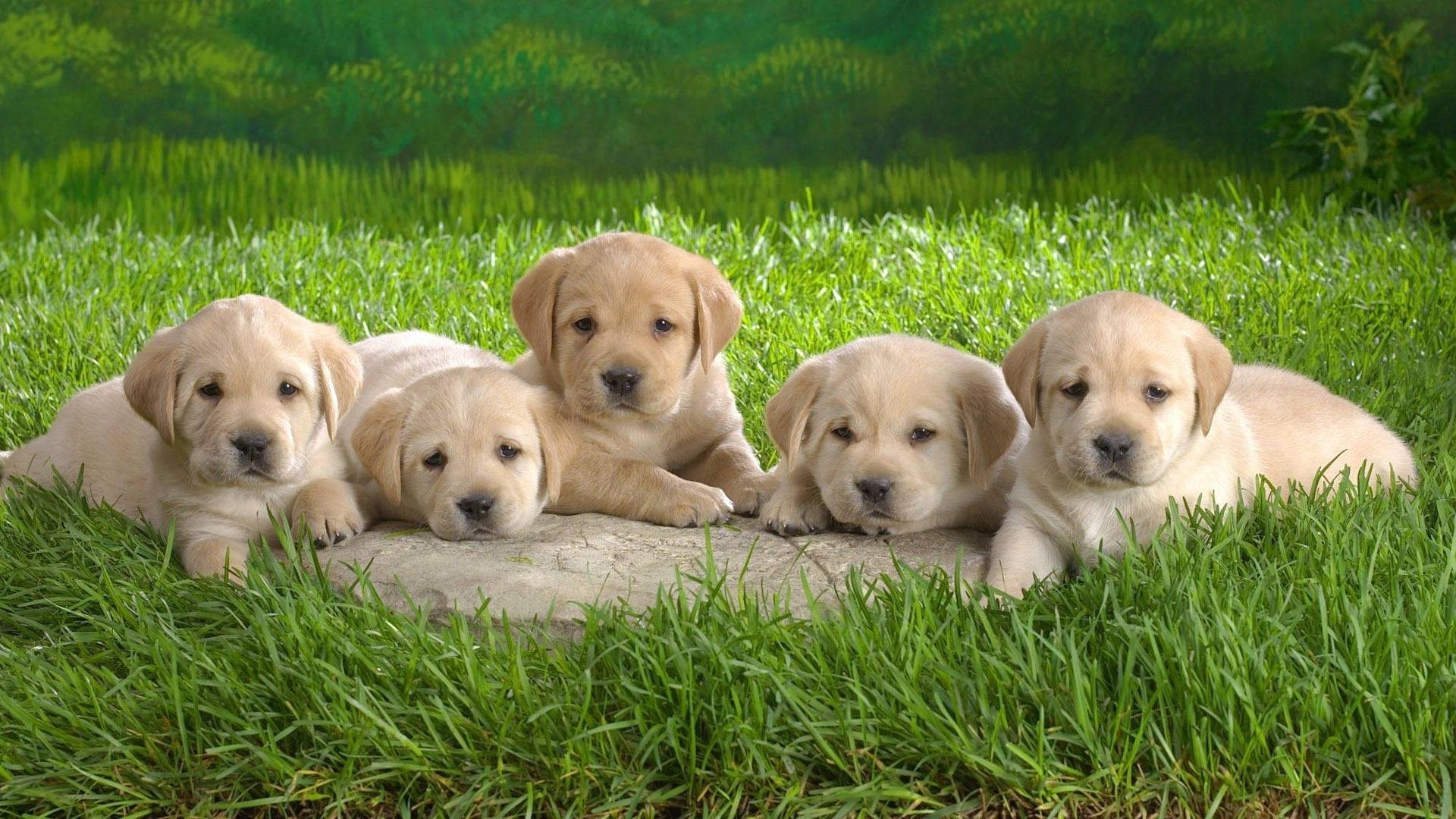 Cuccioli labrador su erba, 1920x1080 Full HD, Desktop